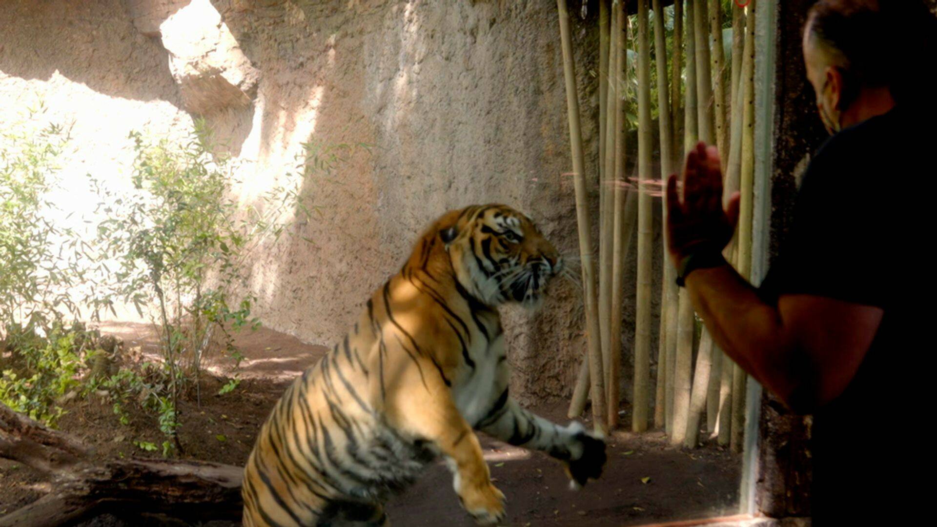 Crónicas del zoo (T1): Ep.4 