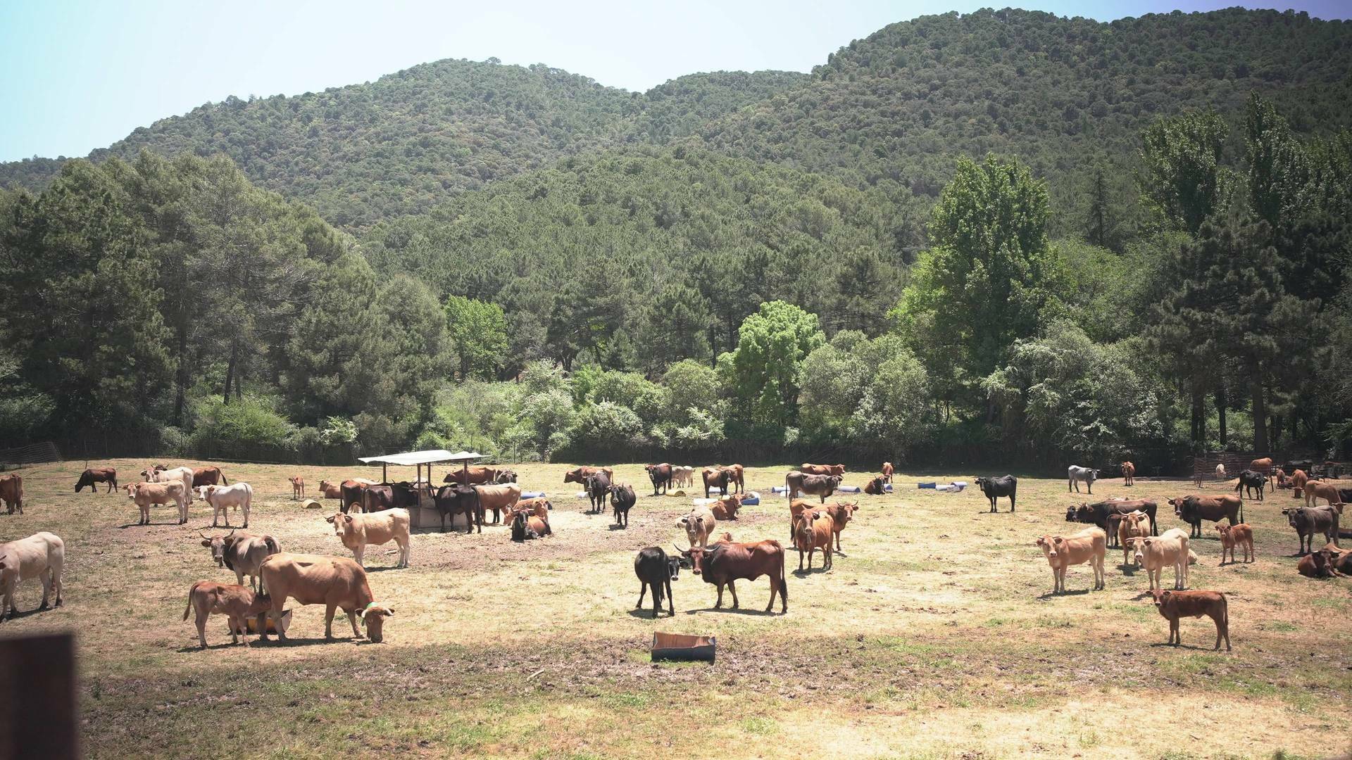 Granjas en acción (T1): Ep.5