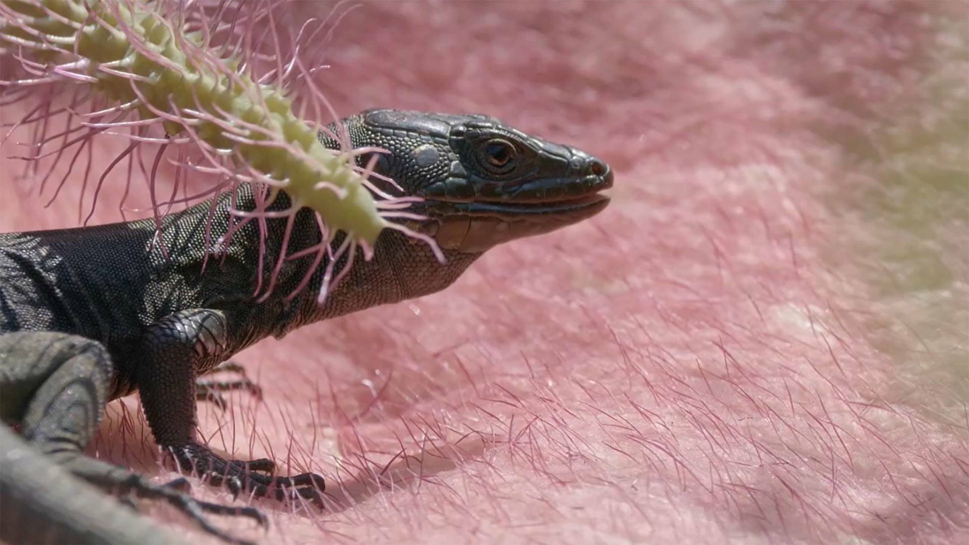 Menorca, Reserva de Biosfera, a la recerca de l'equilibri