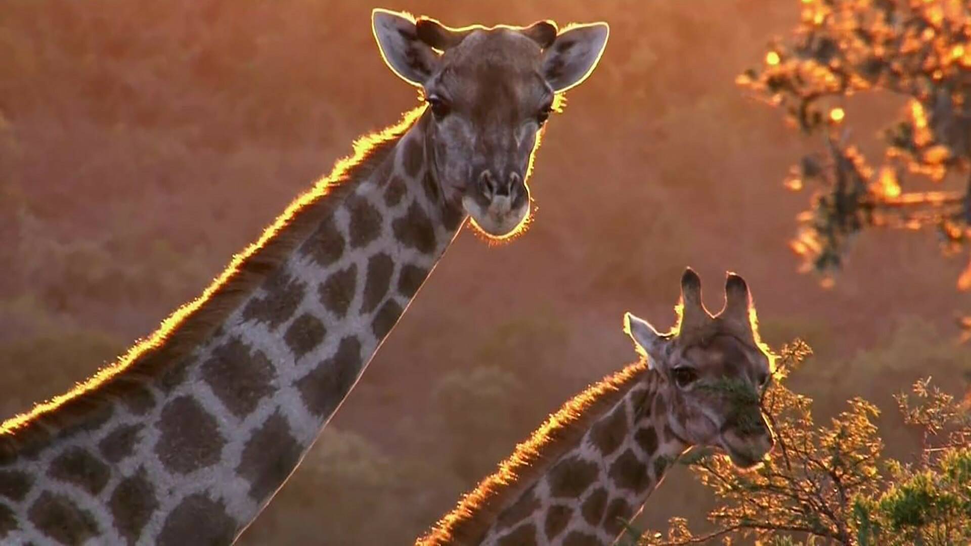 La carrera por la vida: Herbívoros