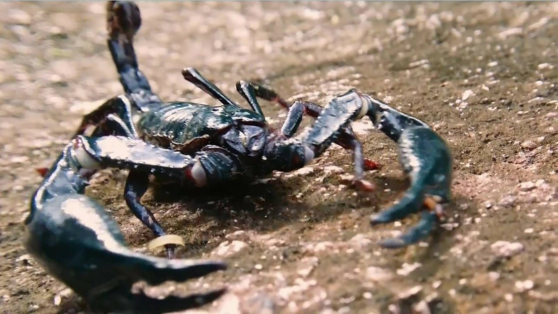 La carrera por la vida: La gran carrera del desierto