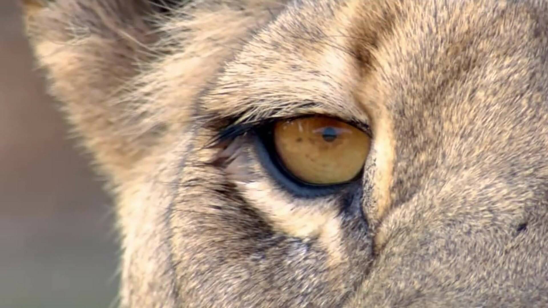 La carrera por la vida: Grandes felinos