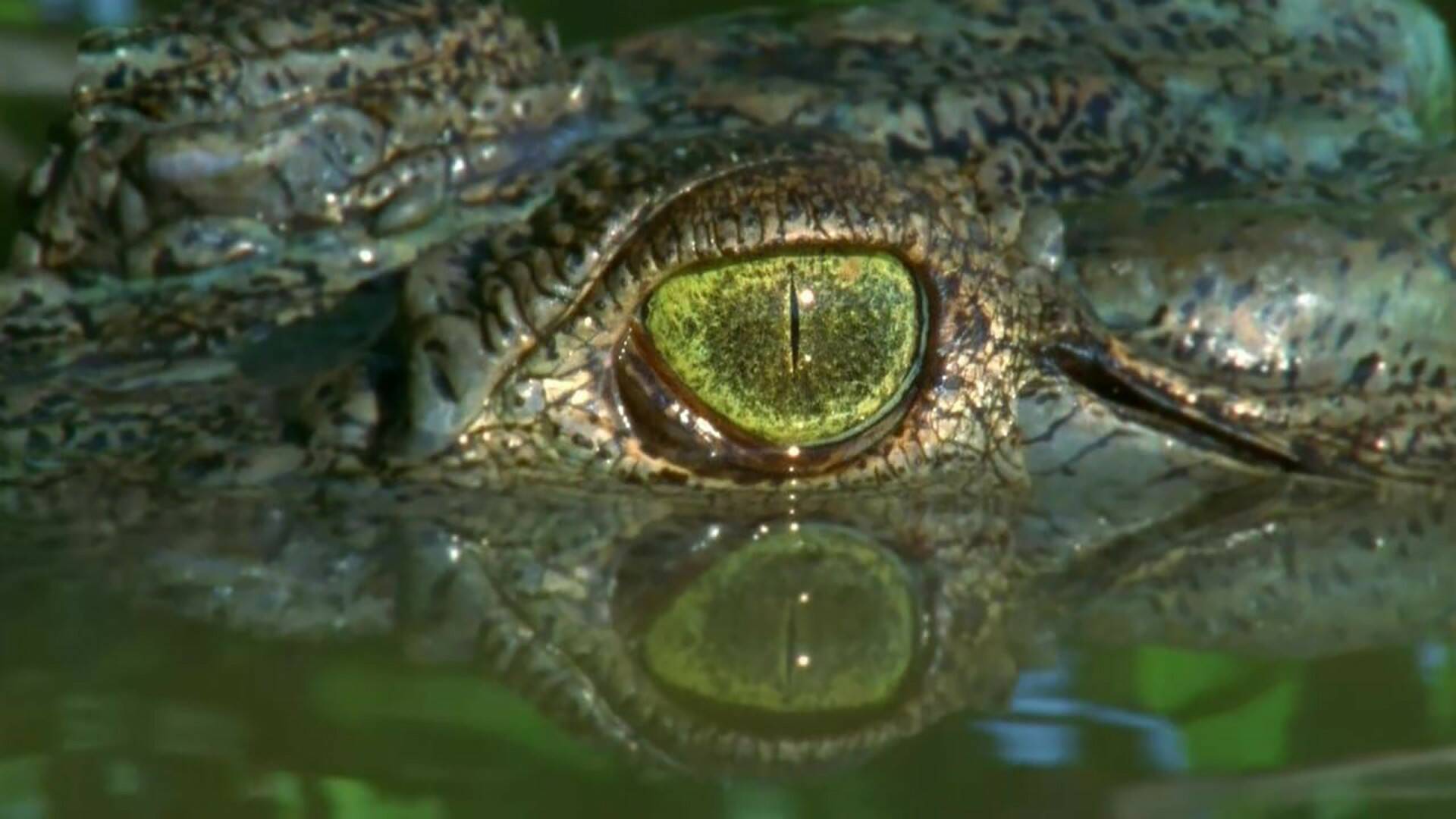 La carrera por la vida: La supervivencia del más fuerte