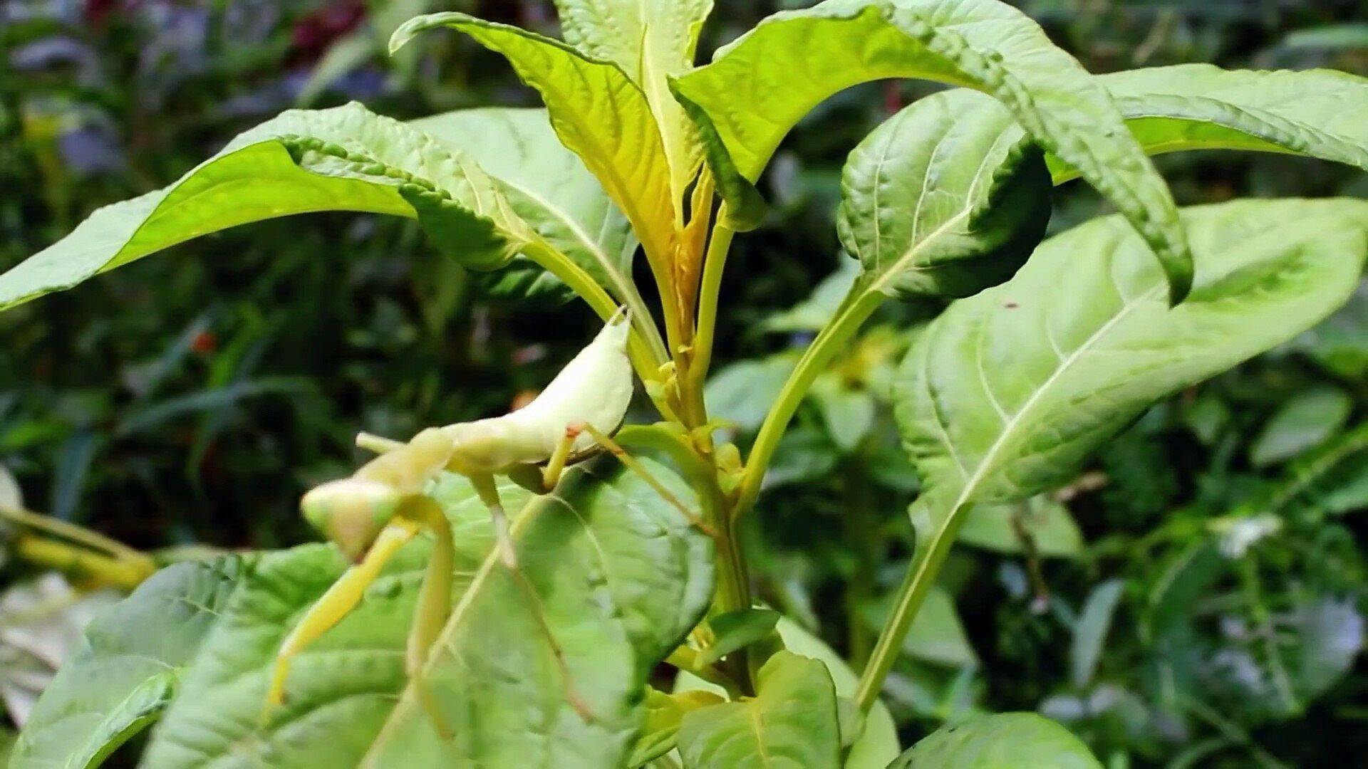 La carrera por la vida: La carrera a ras de suelo: La mantis