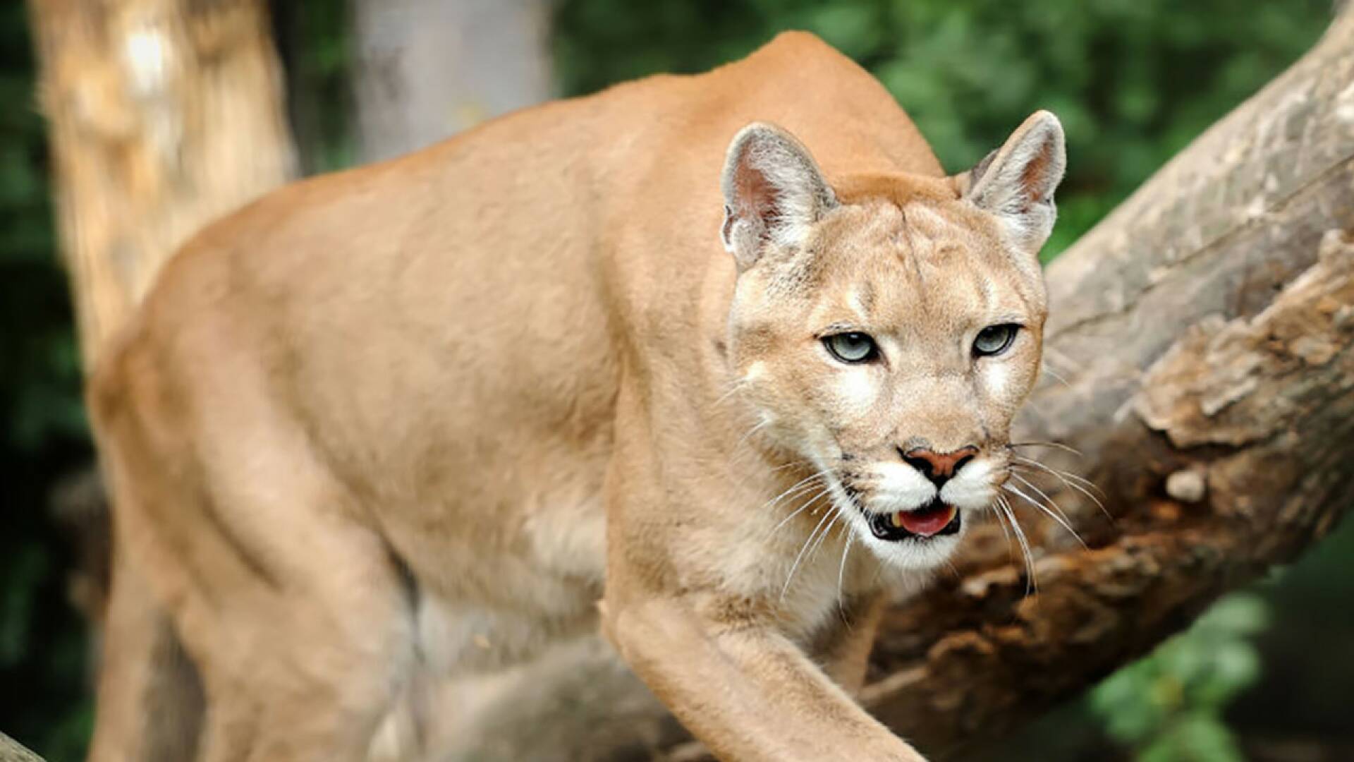 Dentro del mundo salvaje 