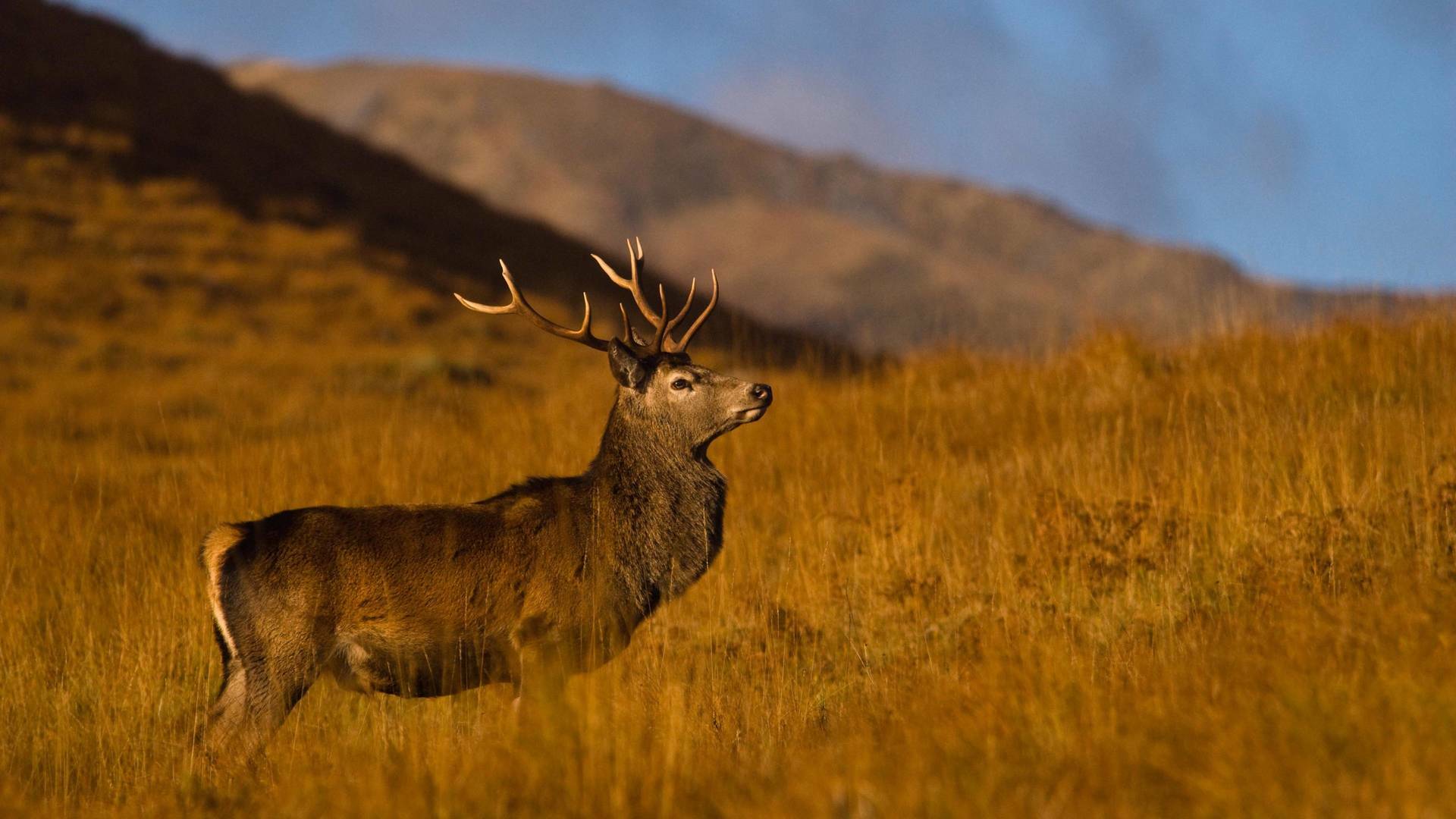 Wild Escocia: Las...: Verano