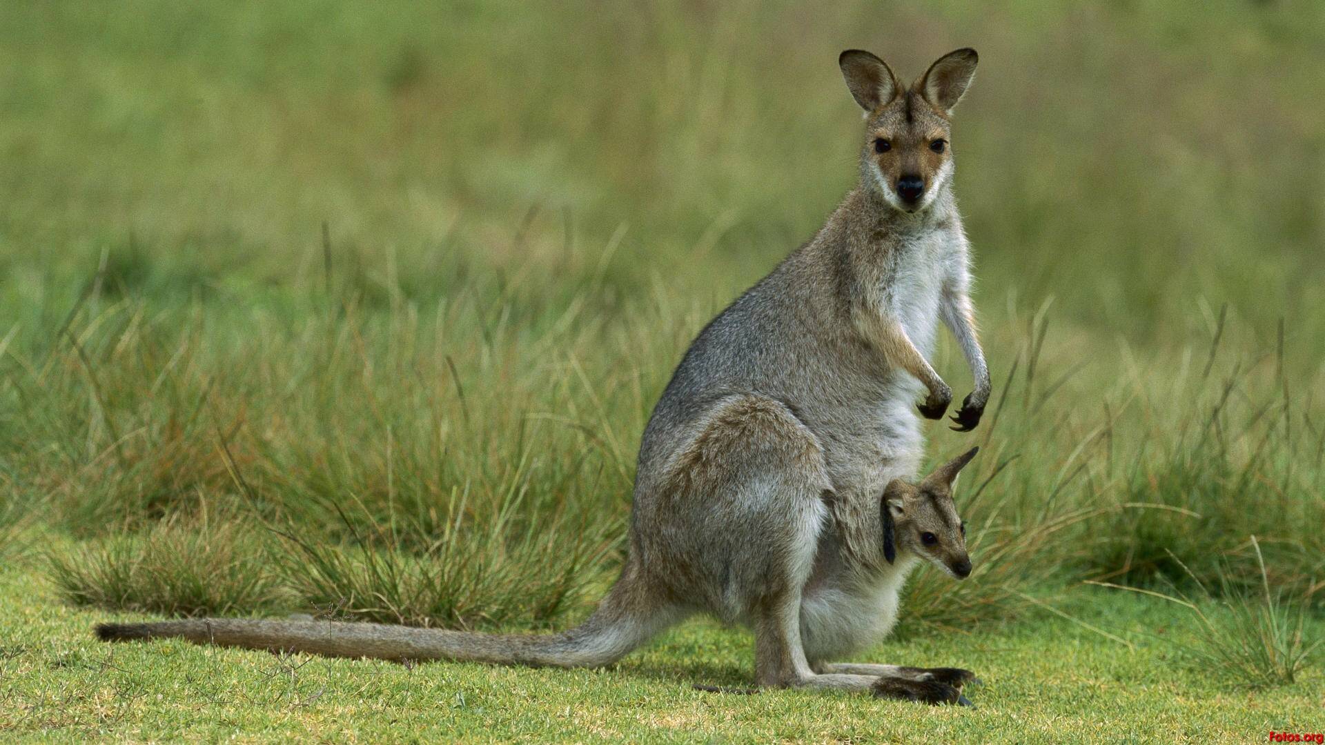 La vida secreta dels...: Del marsupi a terra