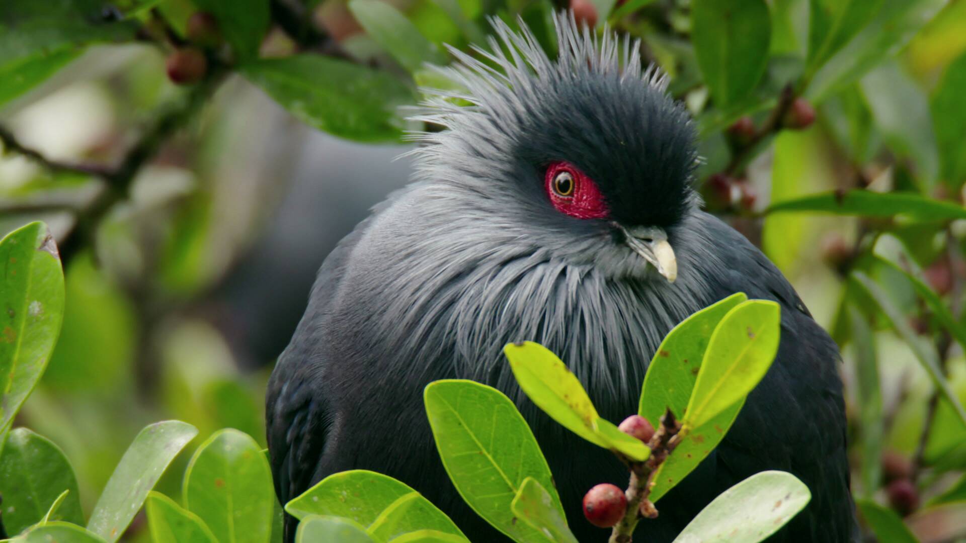 Planeta selva: El edén tropical