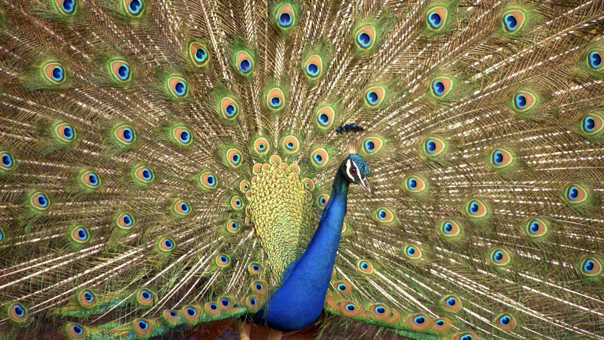 Los colores de la naturaleza
