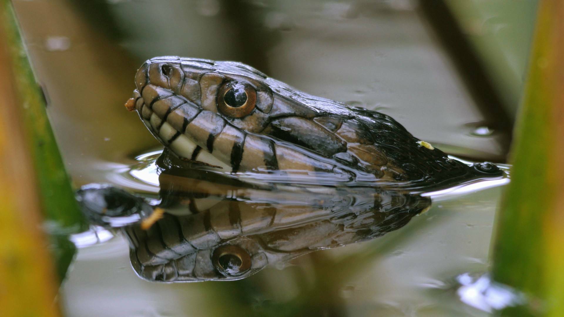 Planeta selva: Las ciénagas eternas. Florida
