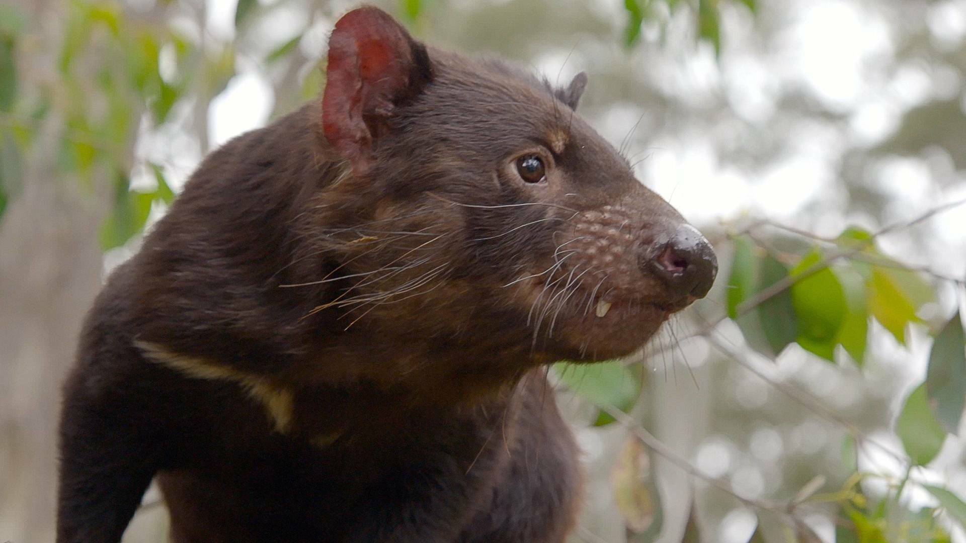 La vida secreta del demonio de Tasmania 