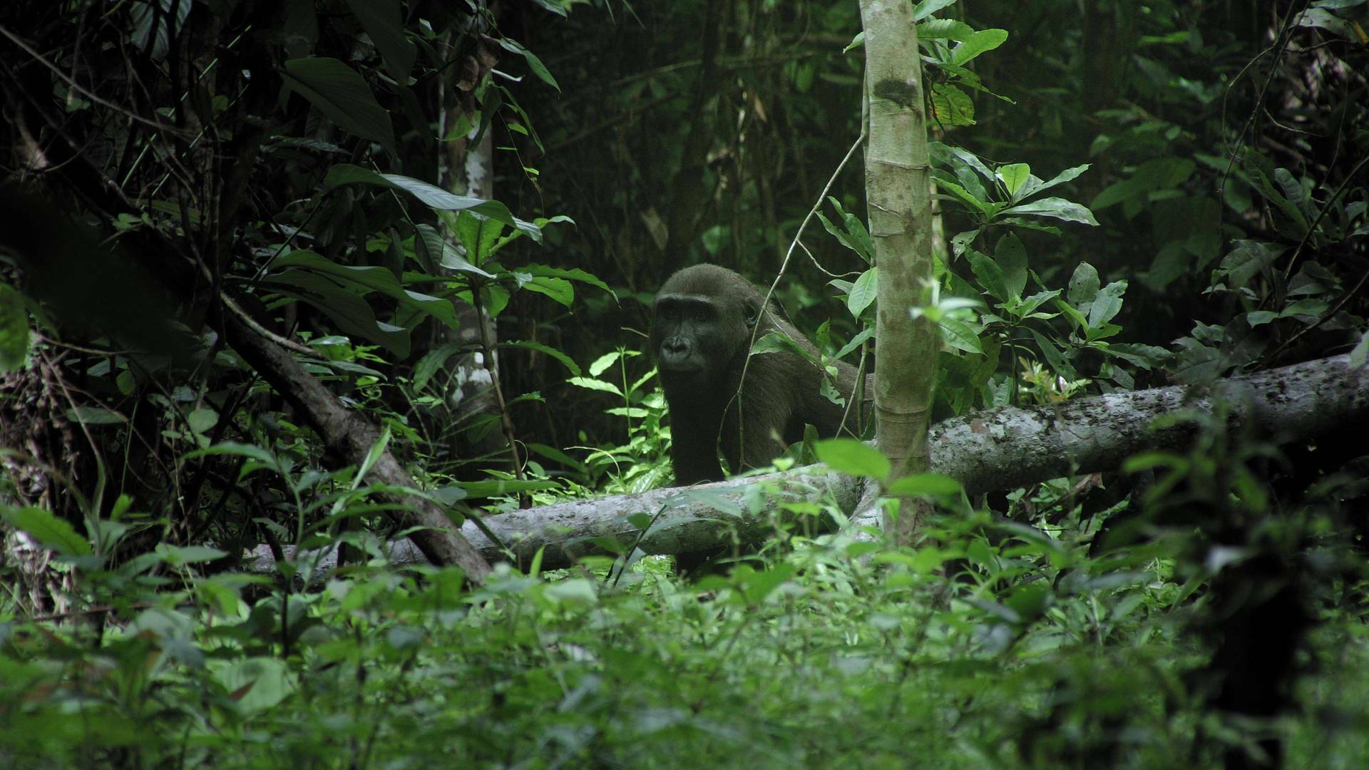 Planeta selva: La jungla oscura