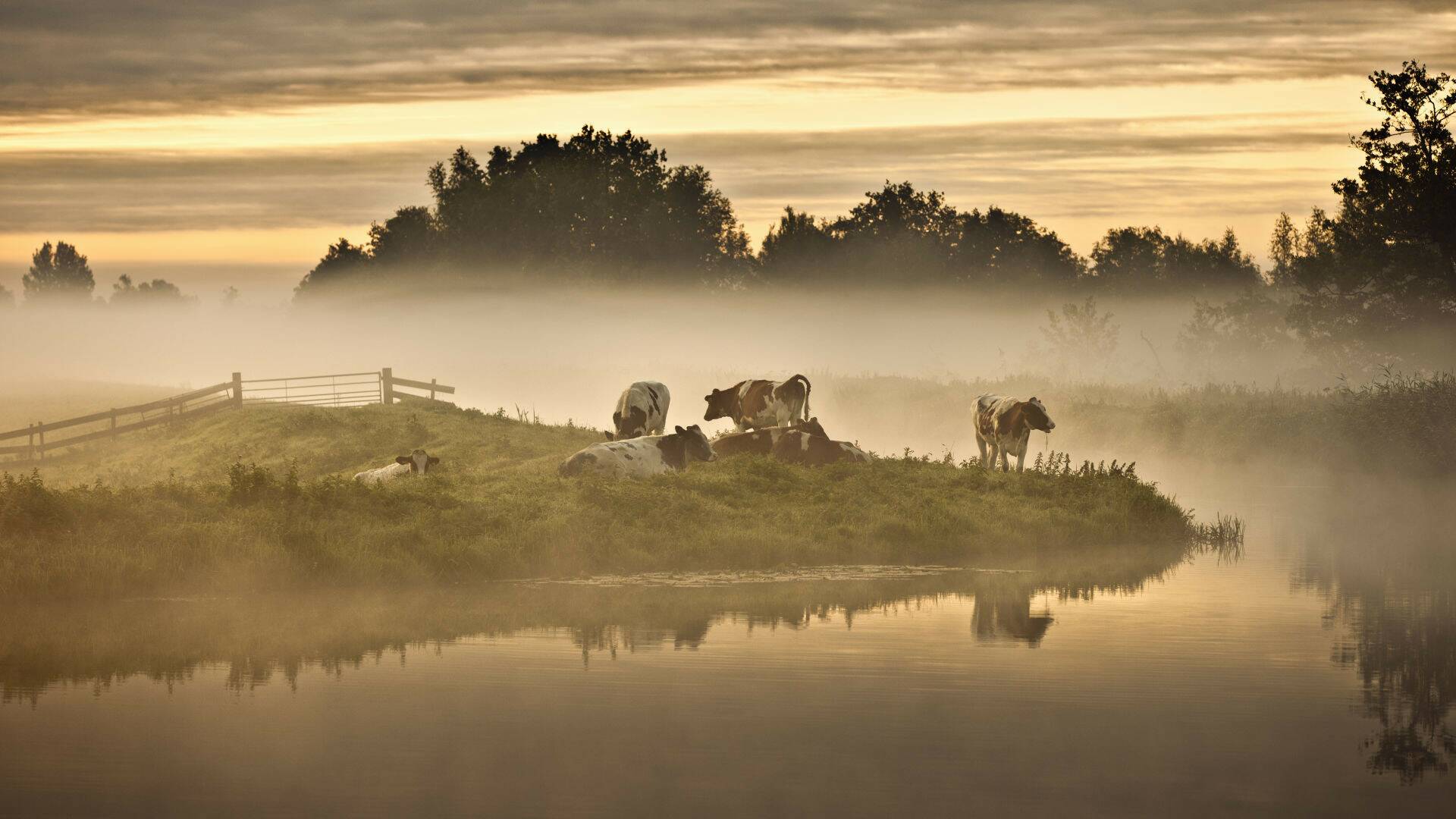 Holanda salvaje: El delta viviente
