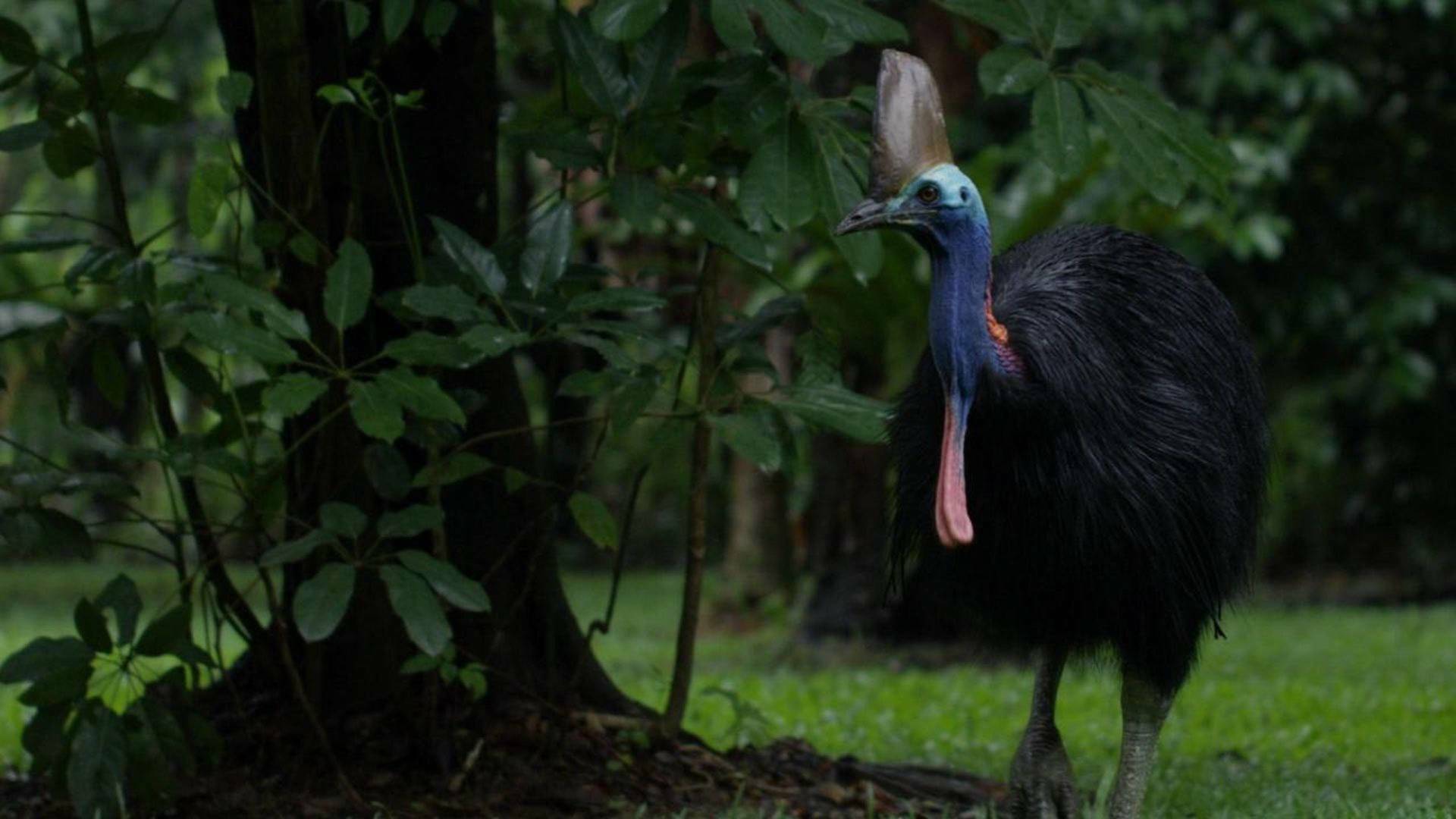Un pájaro prehistórico