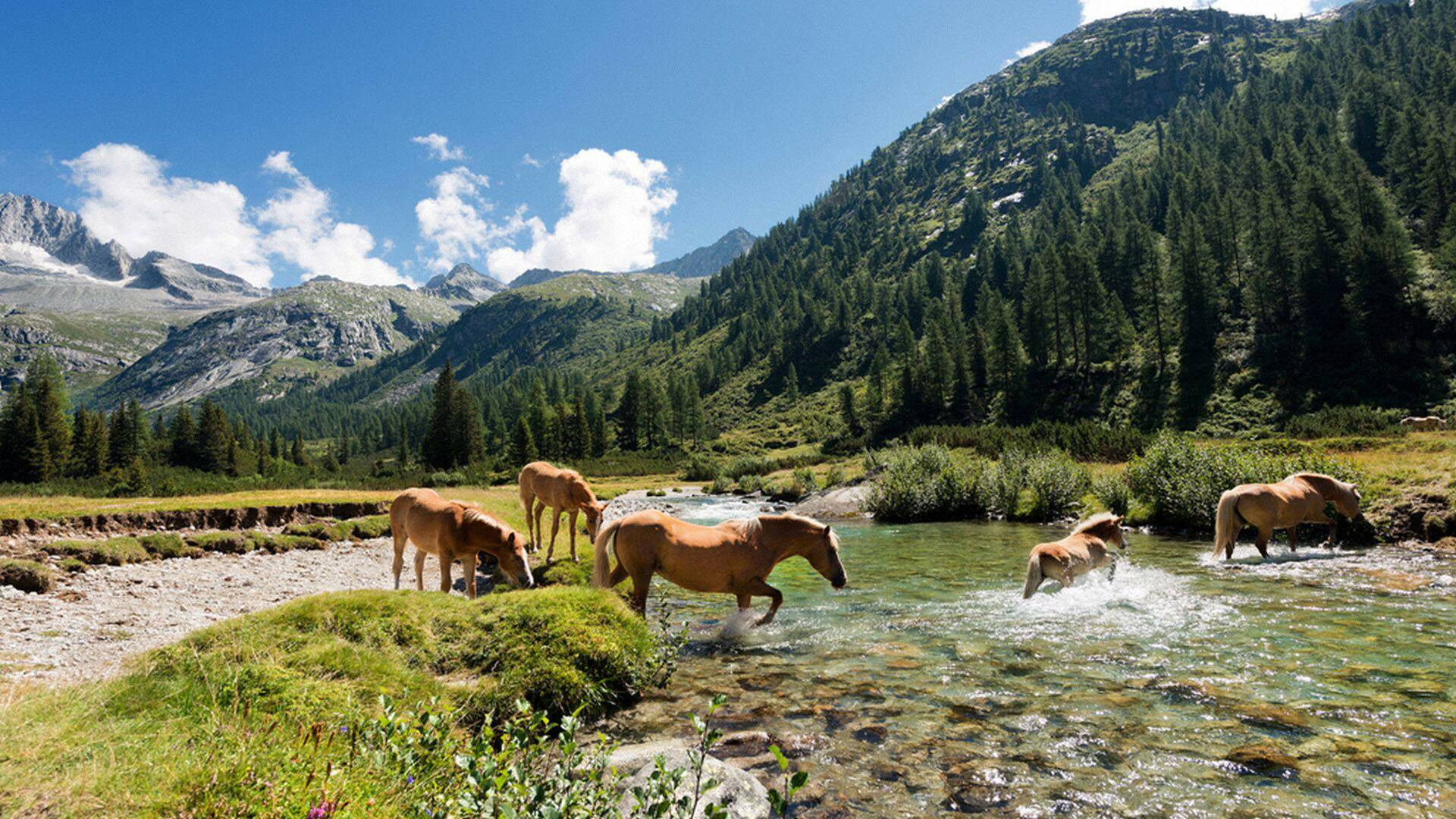 Las historias del...: El acorazado del bosque