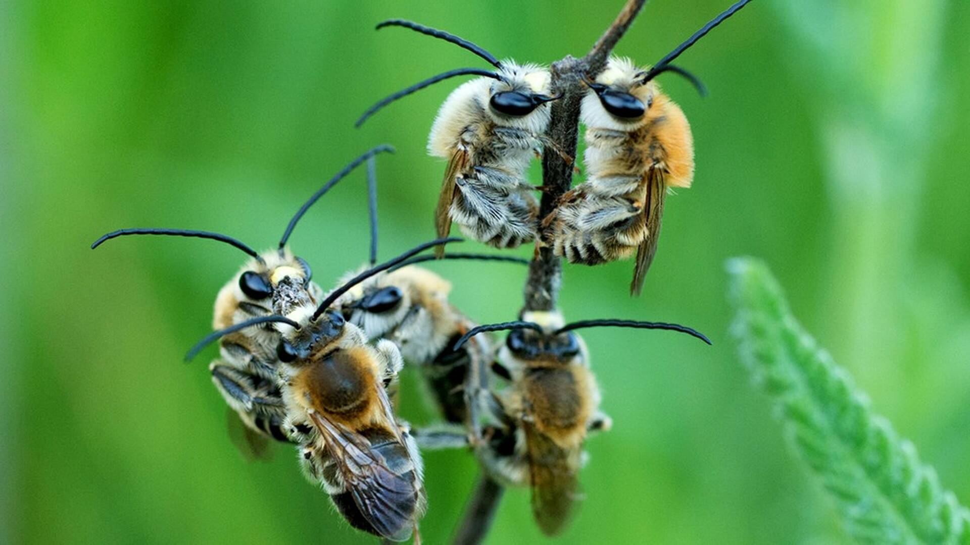 Las hijas del sol: Mariposas