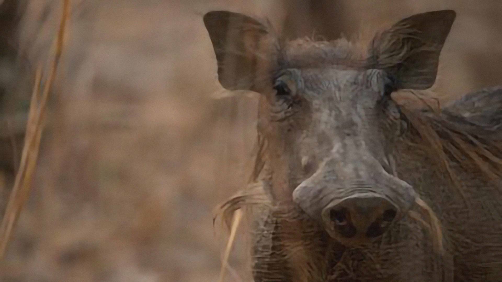 Supervivientes de la...: Arquitectura animal