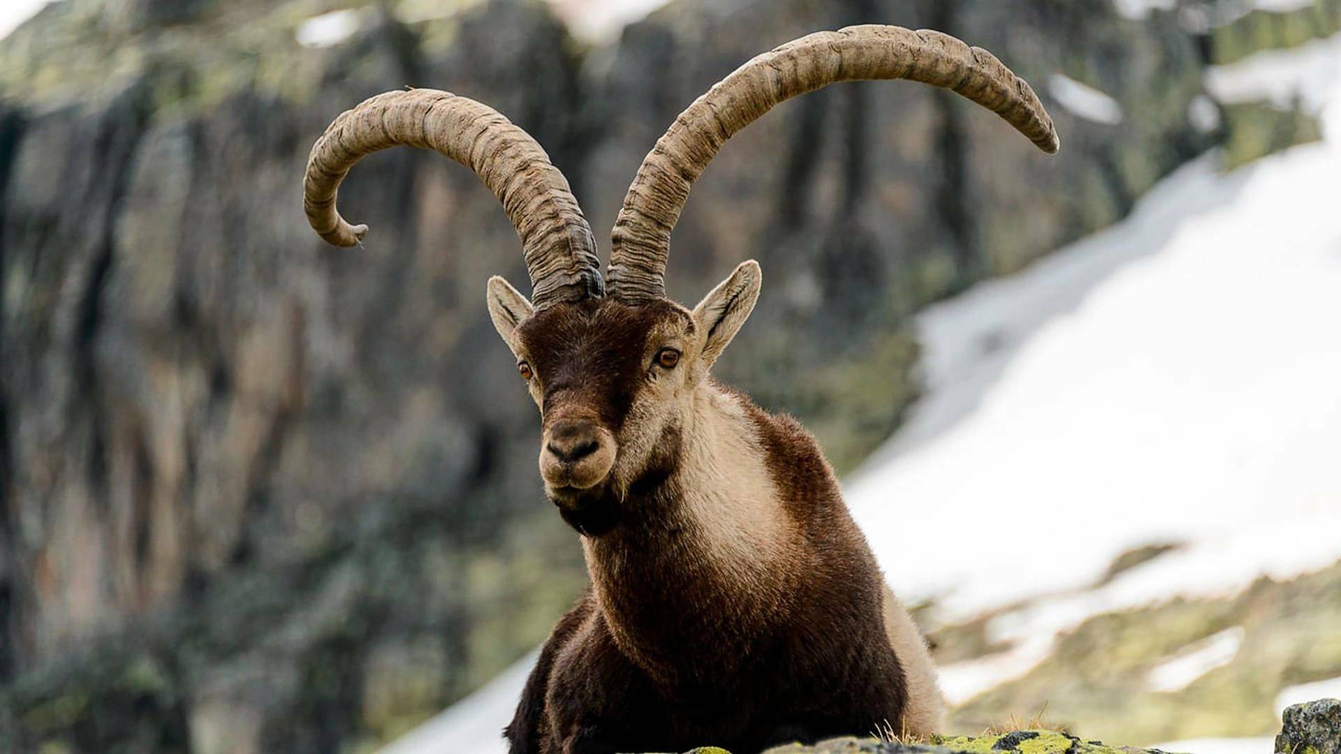 Jerte, vida salvaje en el valle de los cerezos