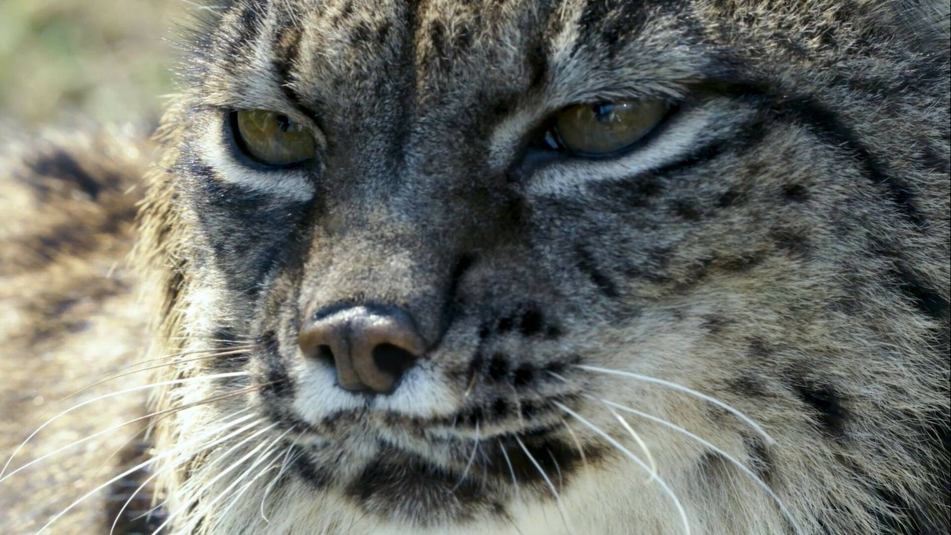 Hijos de Saliega. El retorno del lince ibérico