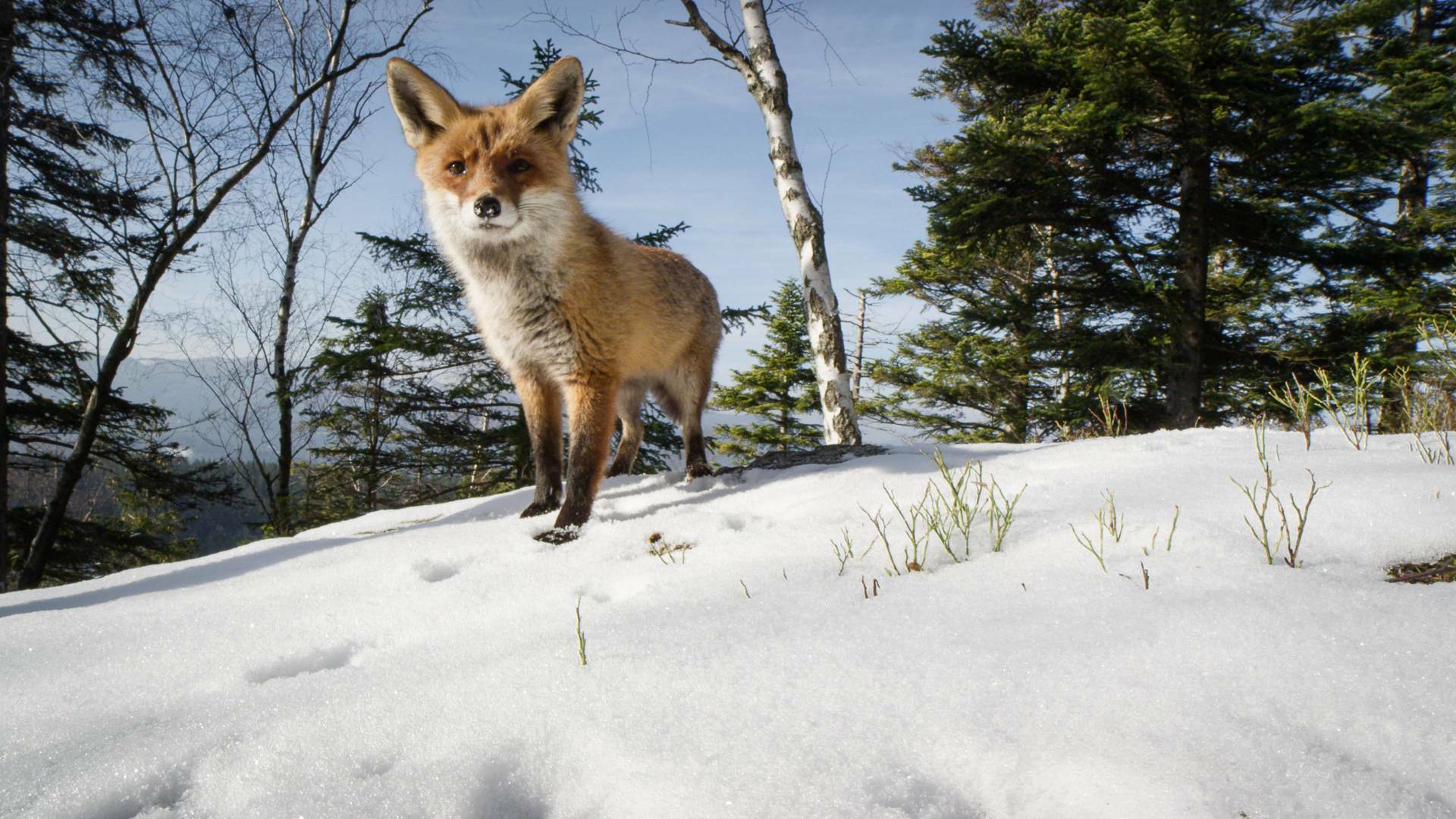 Normas de etiqueta de la naturaleza: Quien viste qué y porque