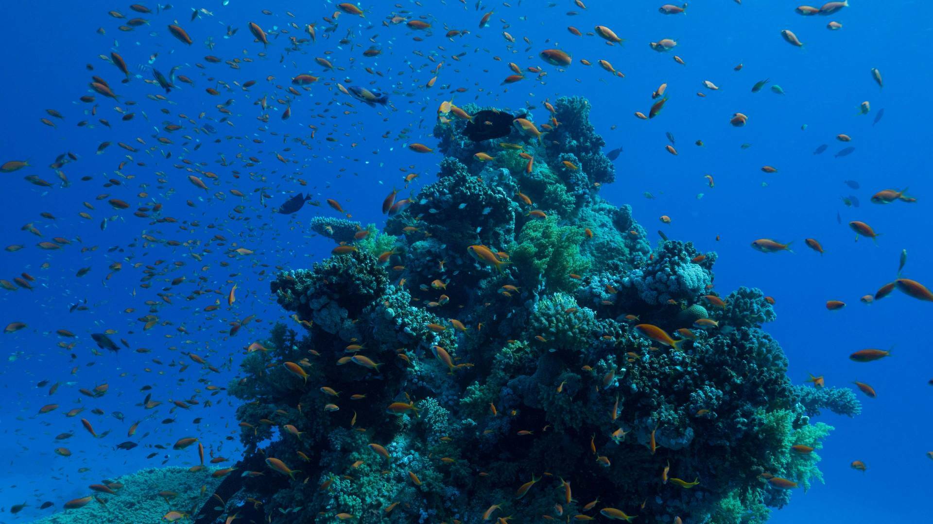 Maravillas del océano