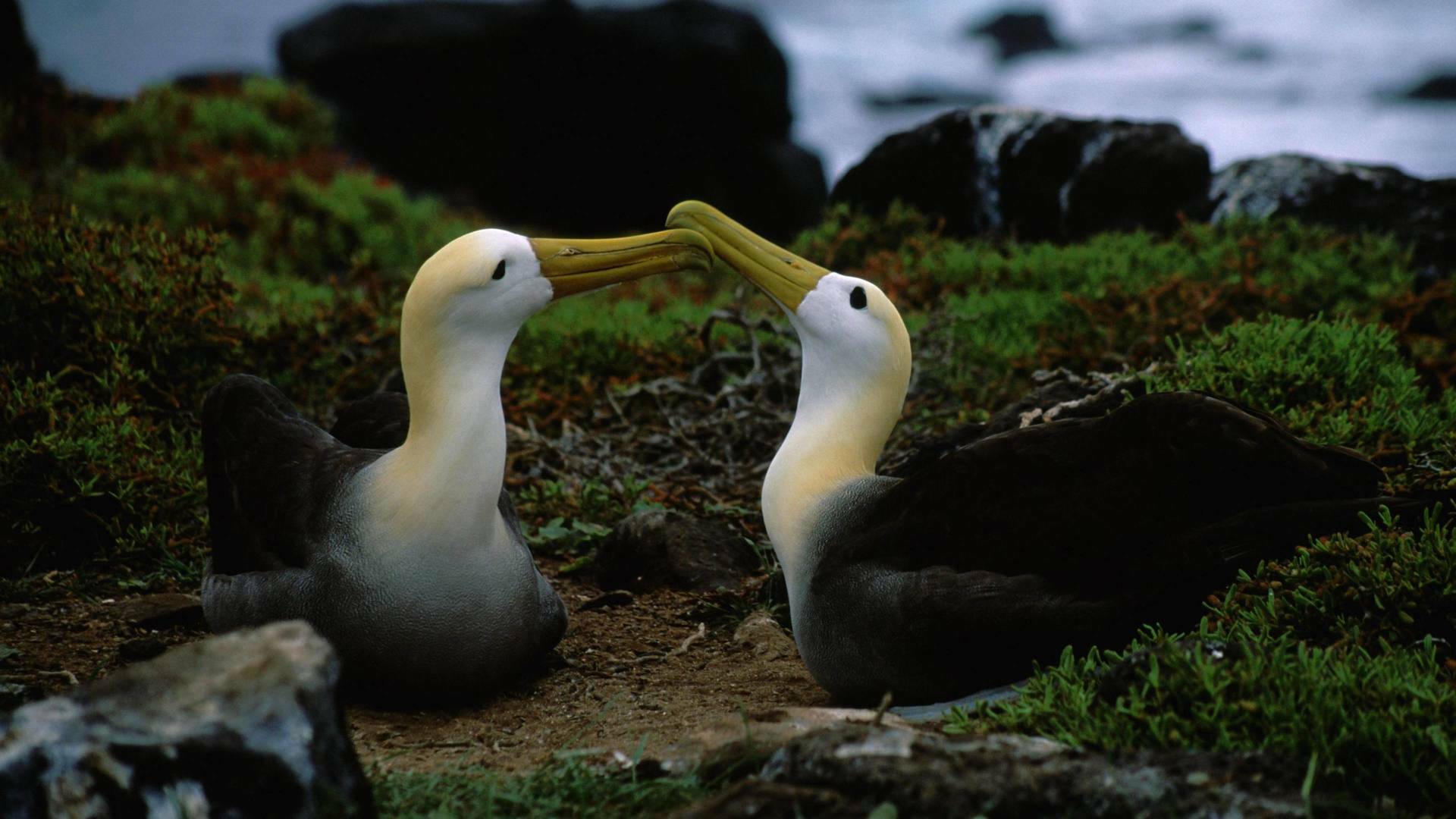 Los secretos naturales...: Las criaturas secretas de los Andes