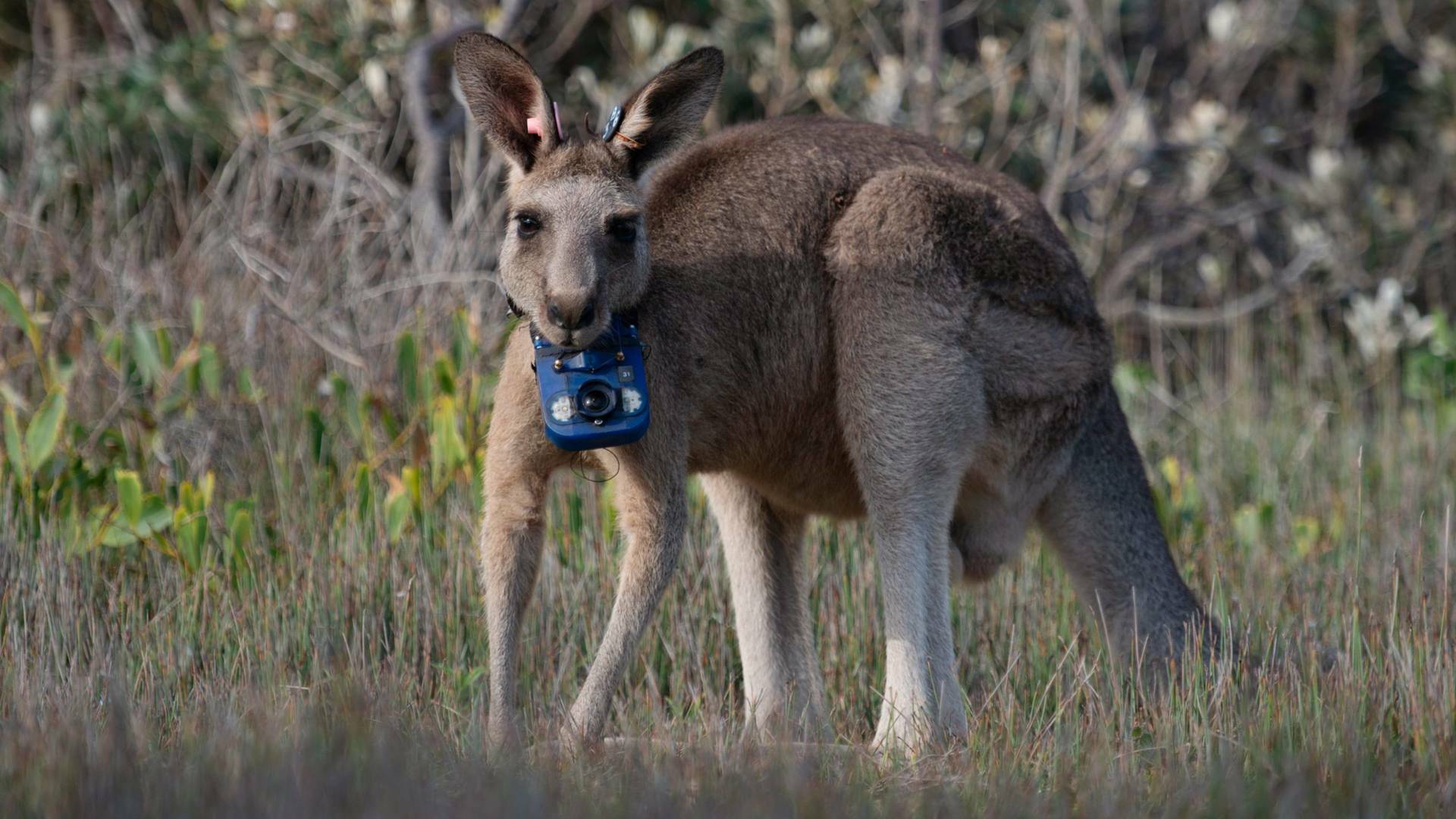 Animales con cámaras: Océanos