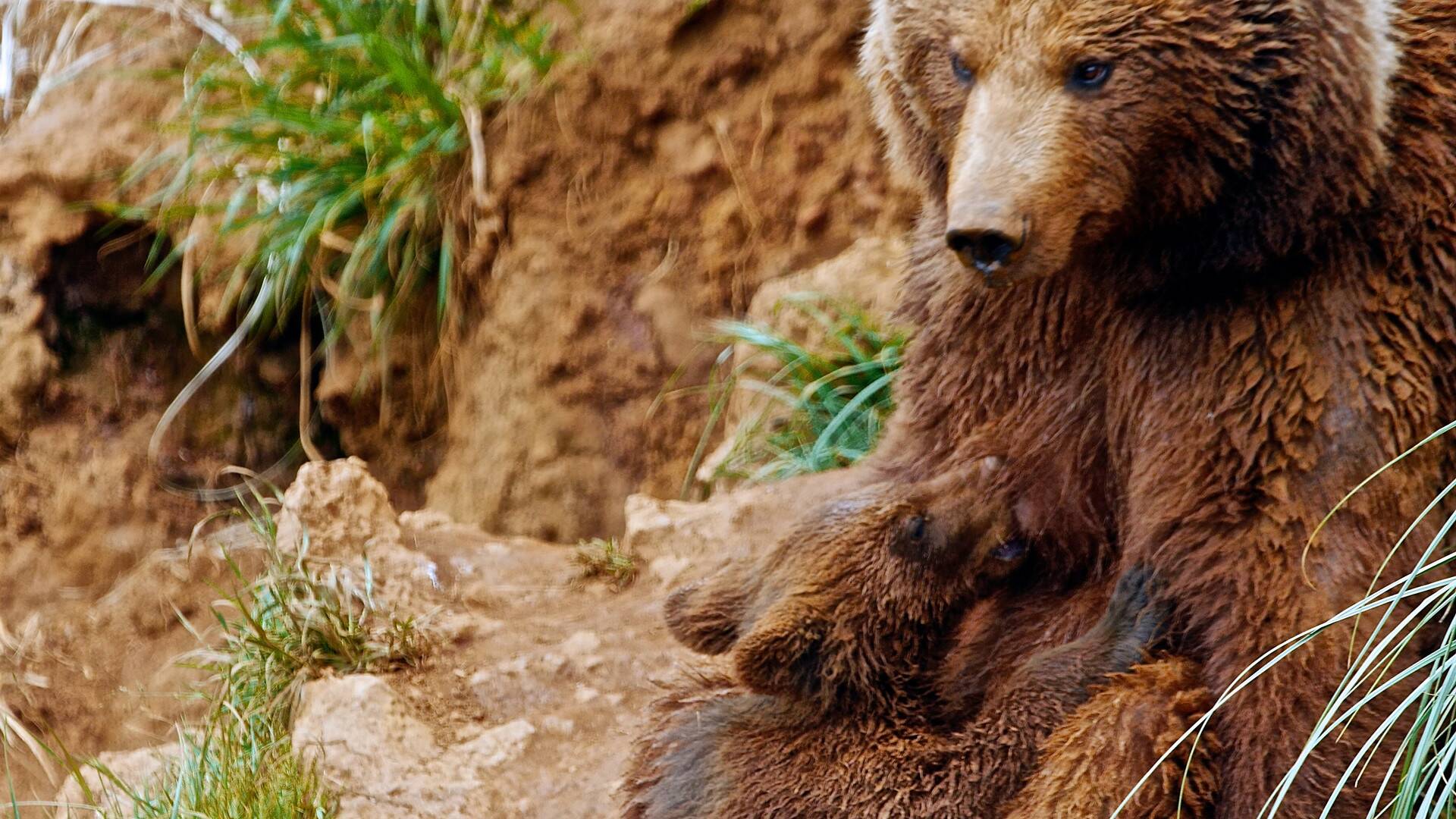 Locas relaciones de la fauna
