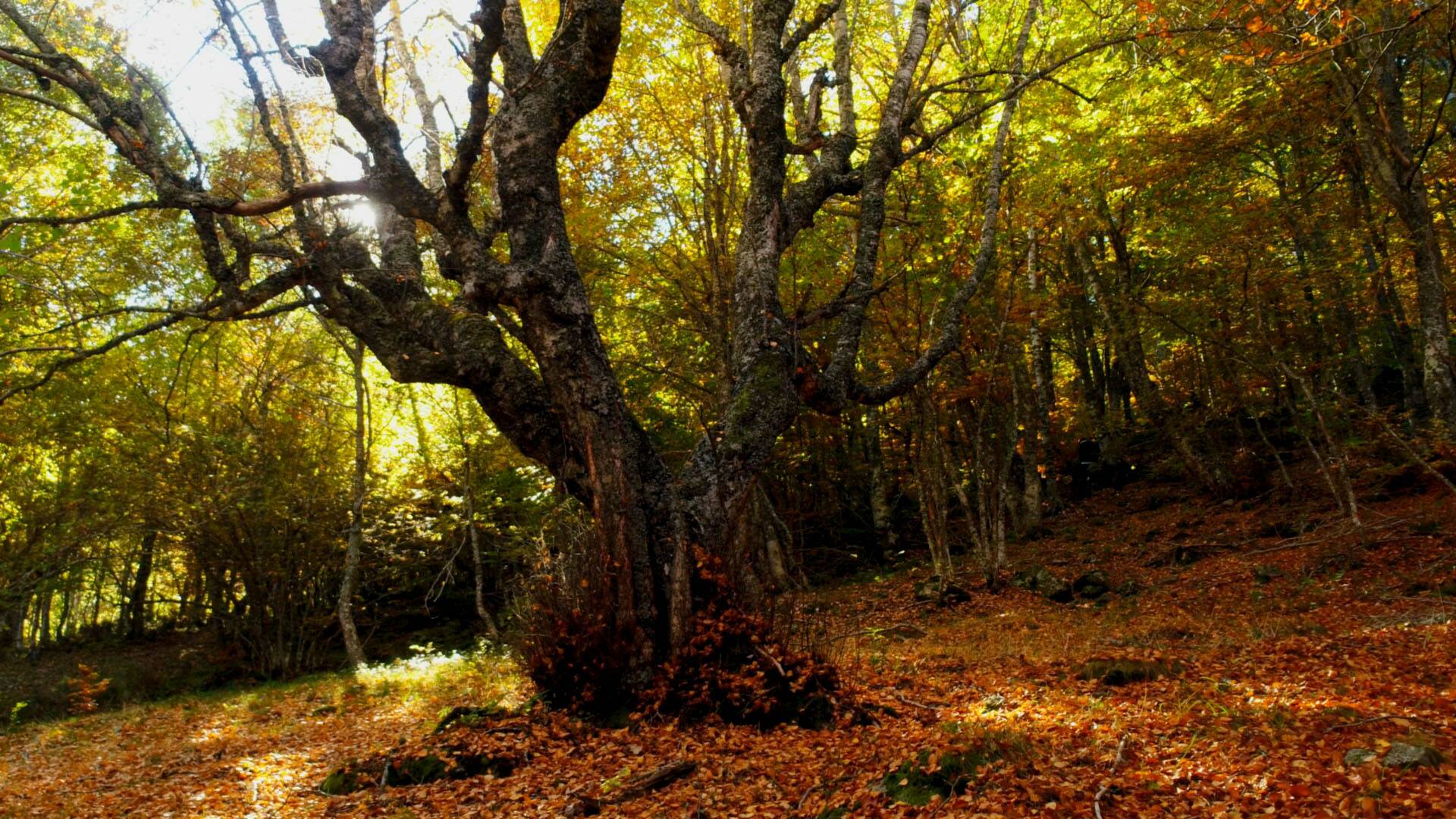 El señor de los bosques (T5)