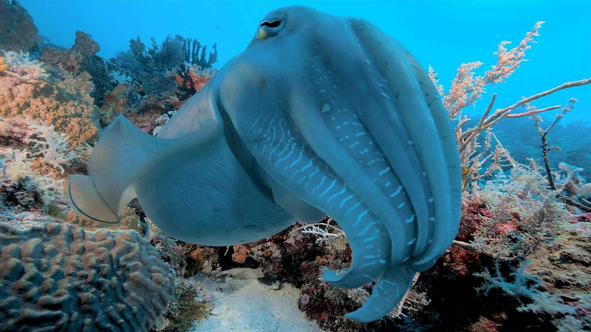 Into the blue: Komodo