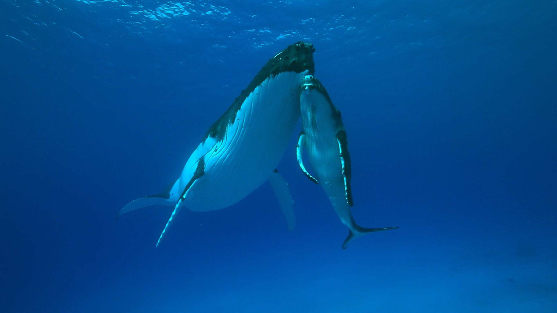 Cachalotes: gigantes del mar