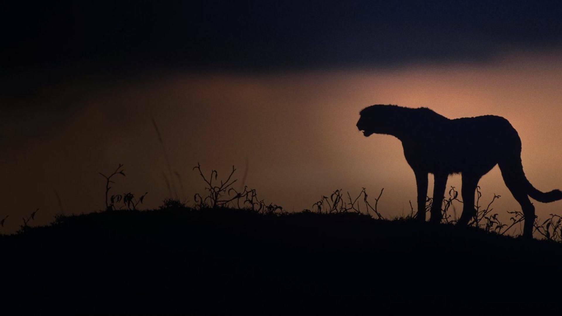 El Kalahari, la otra ley de la selva