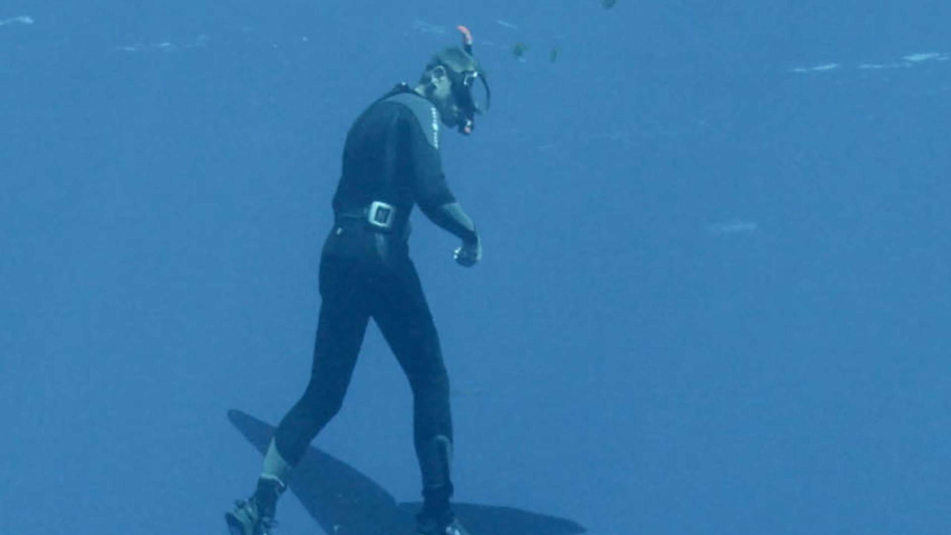 Familia de cachalotes