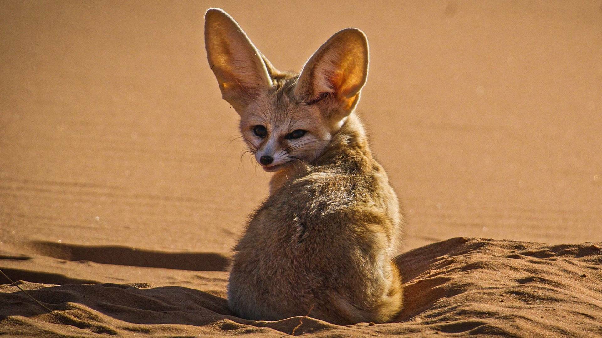 Cànids salvatges: Coneixem la família