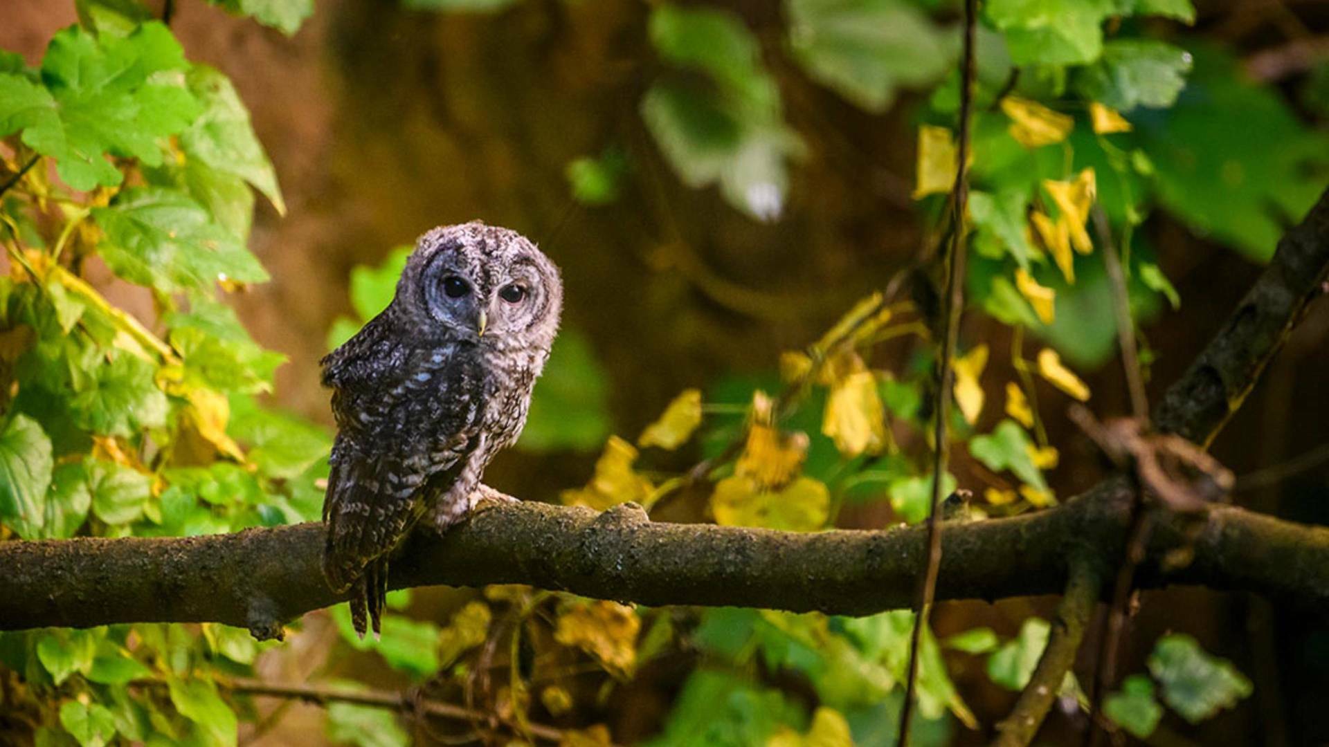 La Jayona un Nuevo Mundo Enterrado