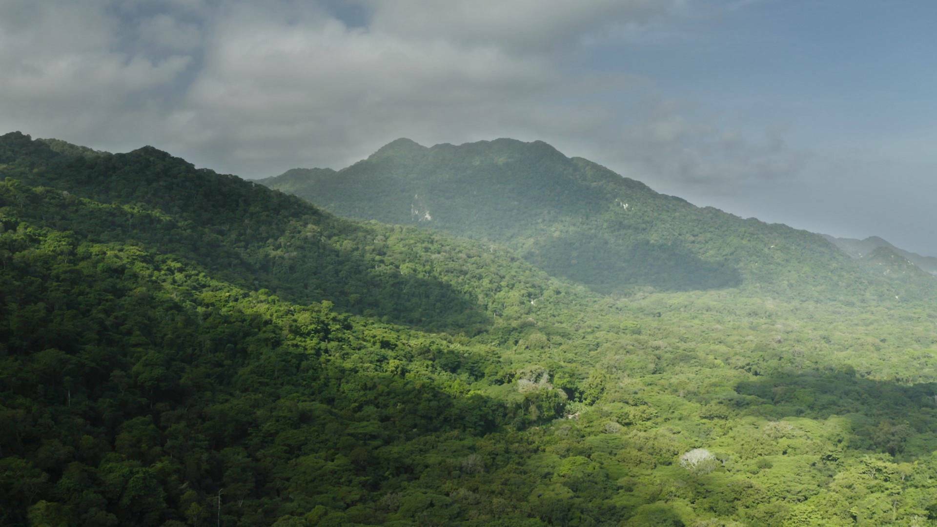 Tayrona: La selva