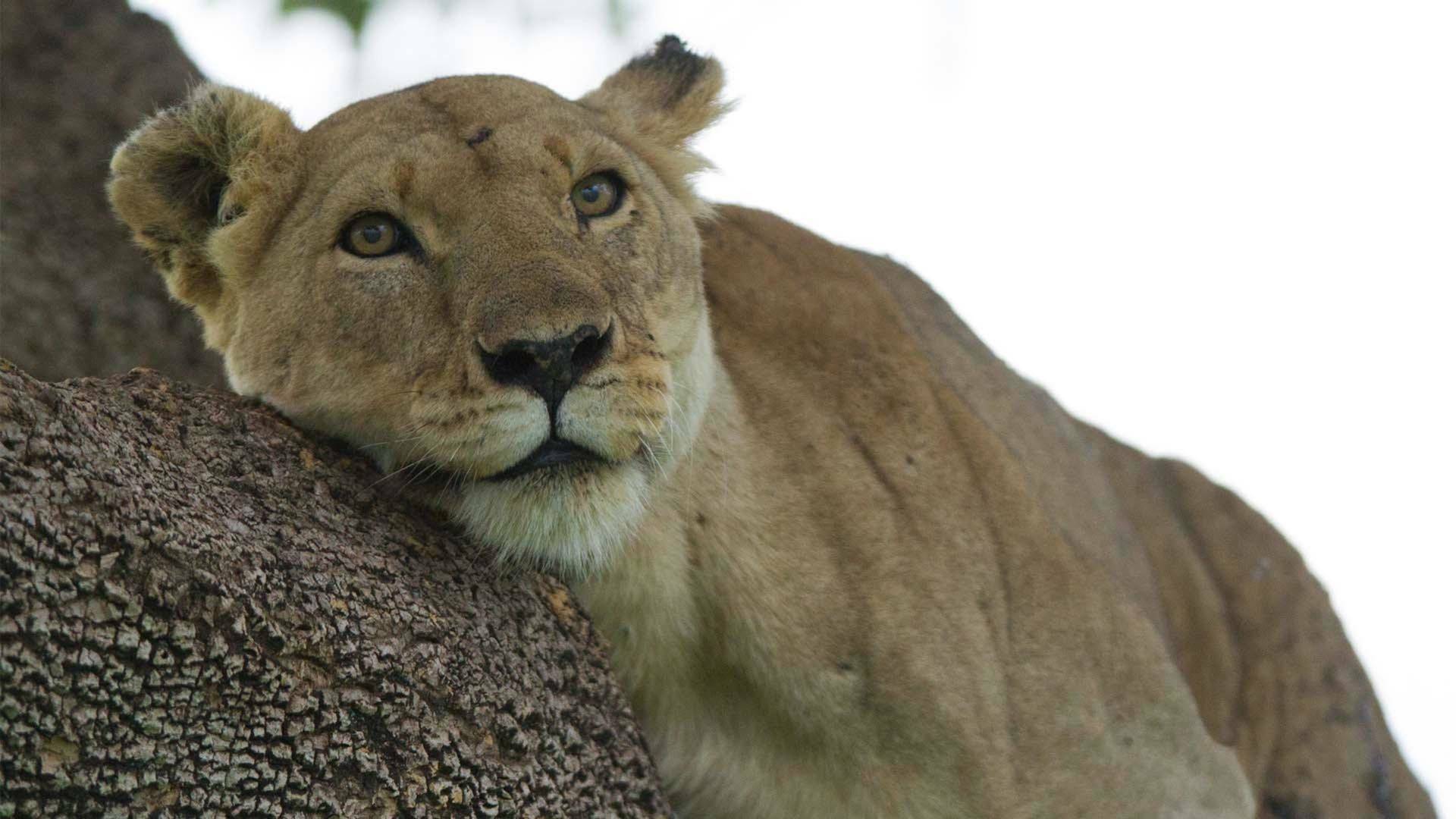 León. Auge y caída de la manada del pantano