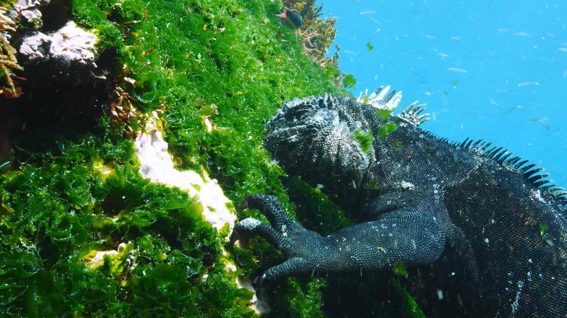 Las Galápagos, la...: Supervivencia