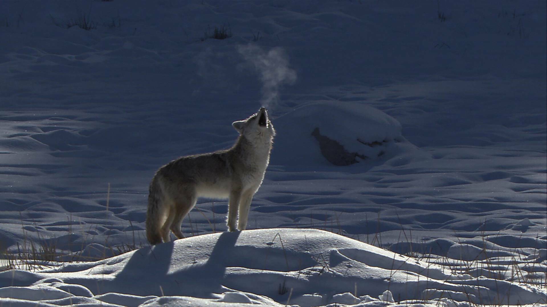 El Coyote: El Segundon De Yellowstone
