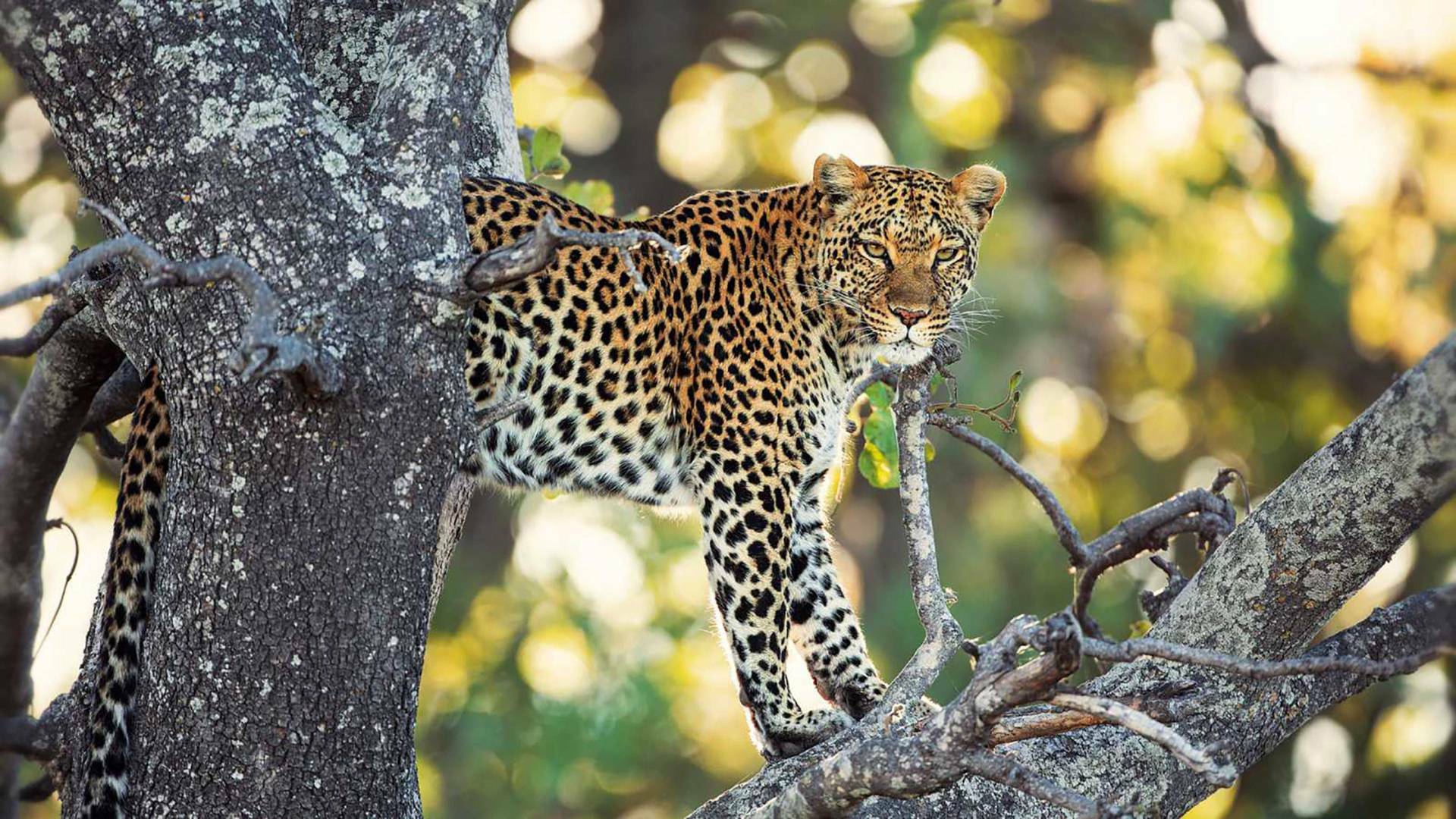 Los cuentos africanos de Maleika: Sobrevivir en el Kalahari