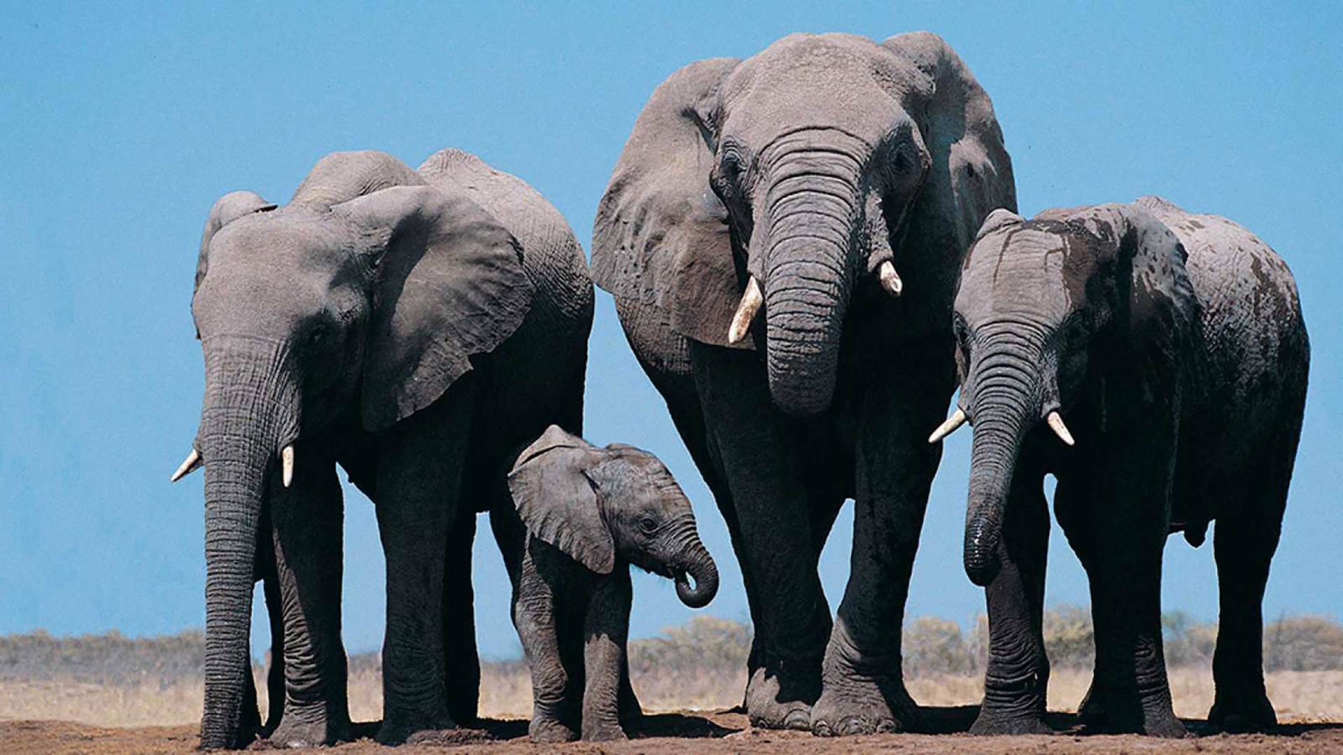 Zambia salvaje: Pesos pesados de la naturaleza