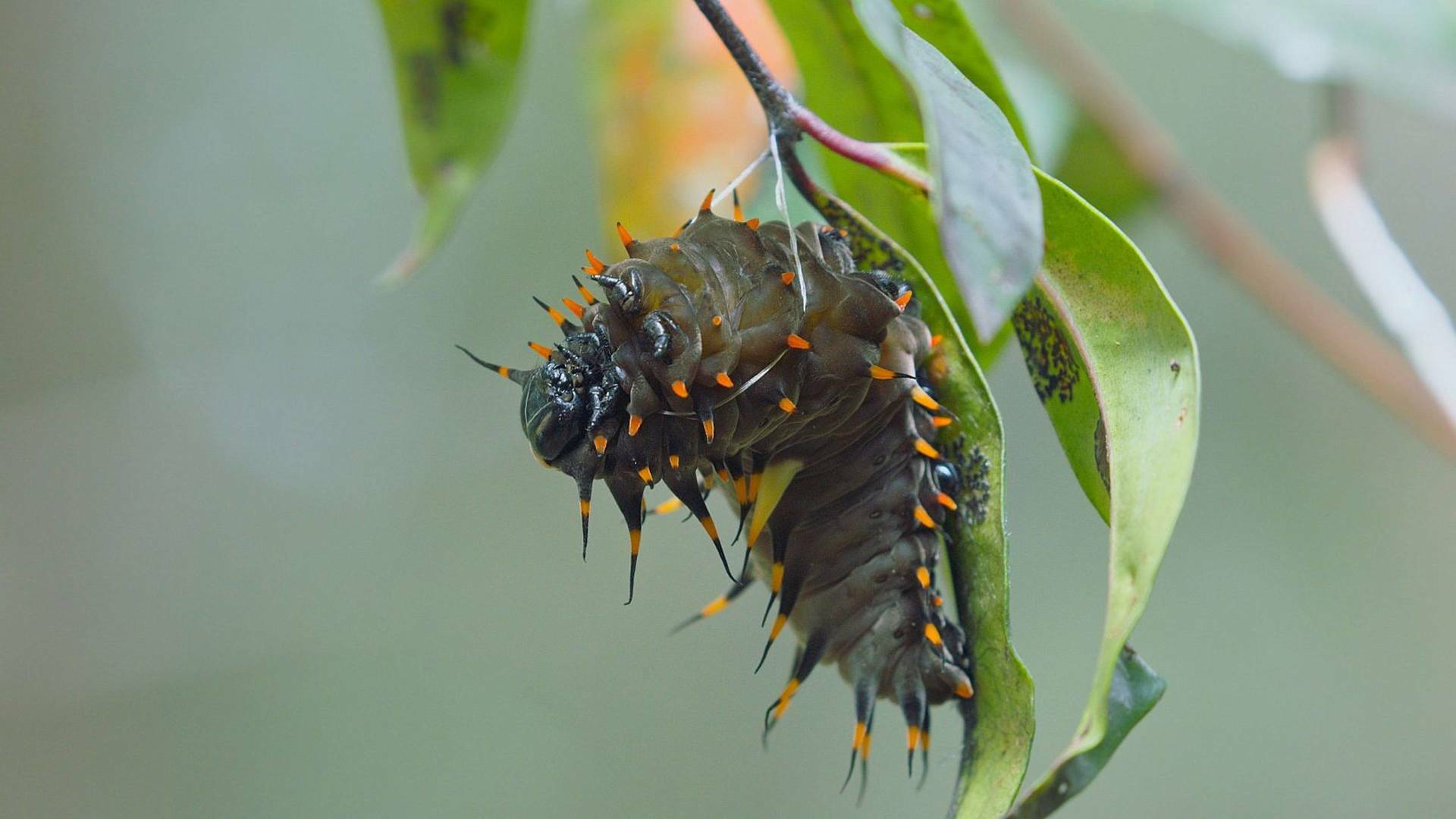 Especies icónicas de Australia