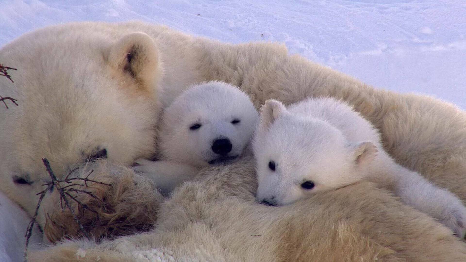 El reino del oso polar