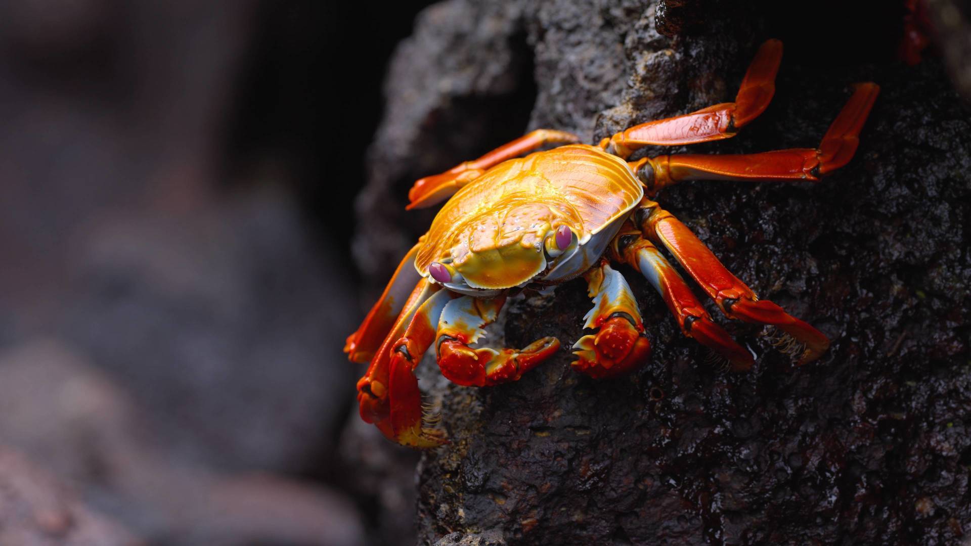 Ecuador en la cima de...: De los altos Andes a las Islas Galápagos