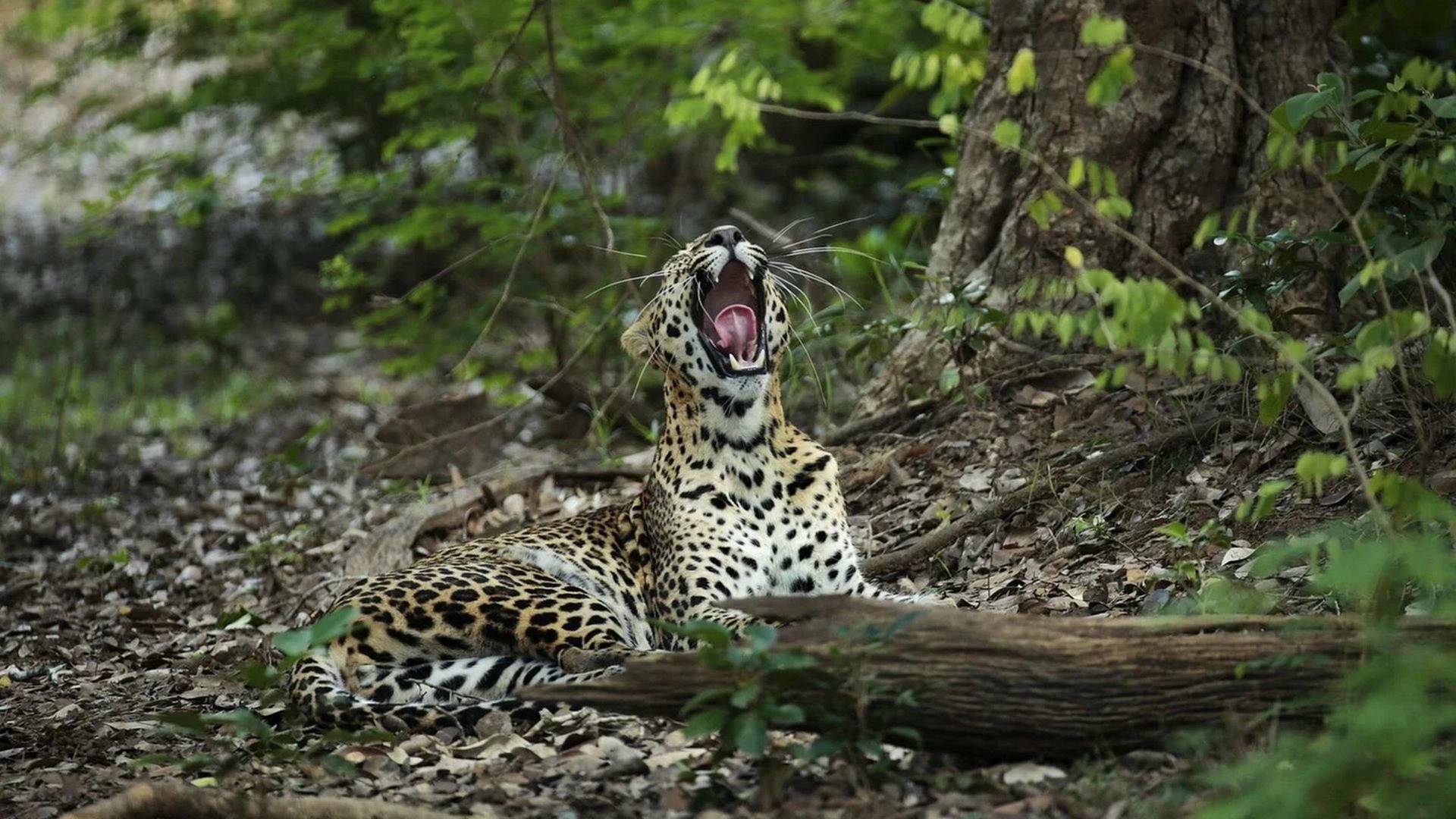 Panteras: Guepardo. El más veloz de los felinos