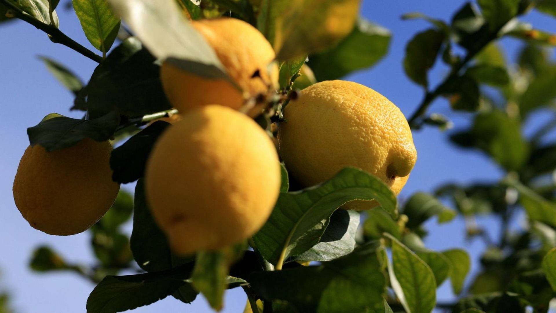 Maestros de los sabores
