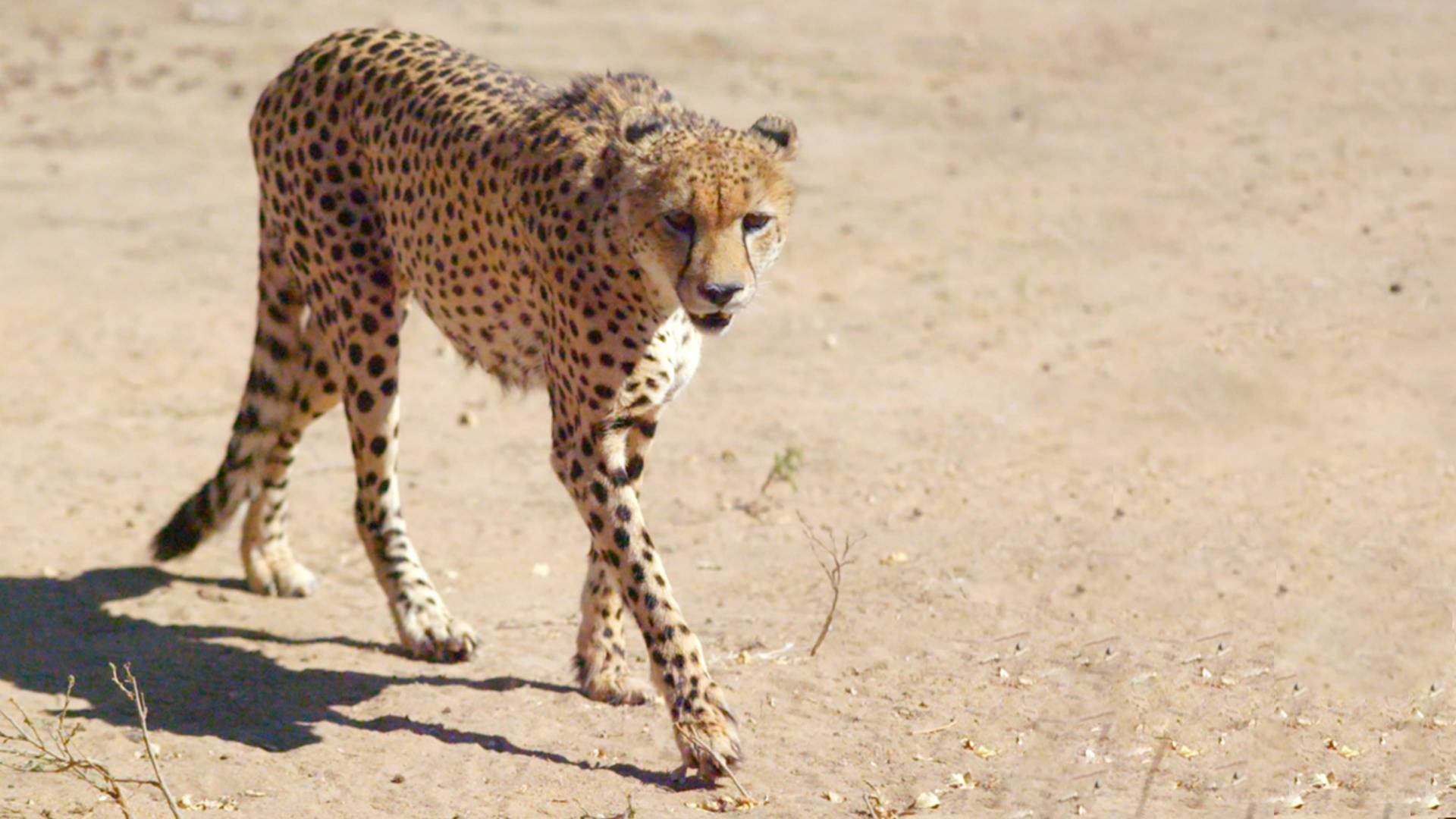 Grandes parques...: Chobe: tierra de aprendizaje