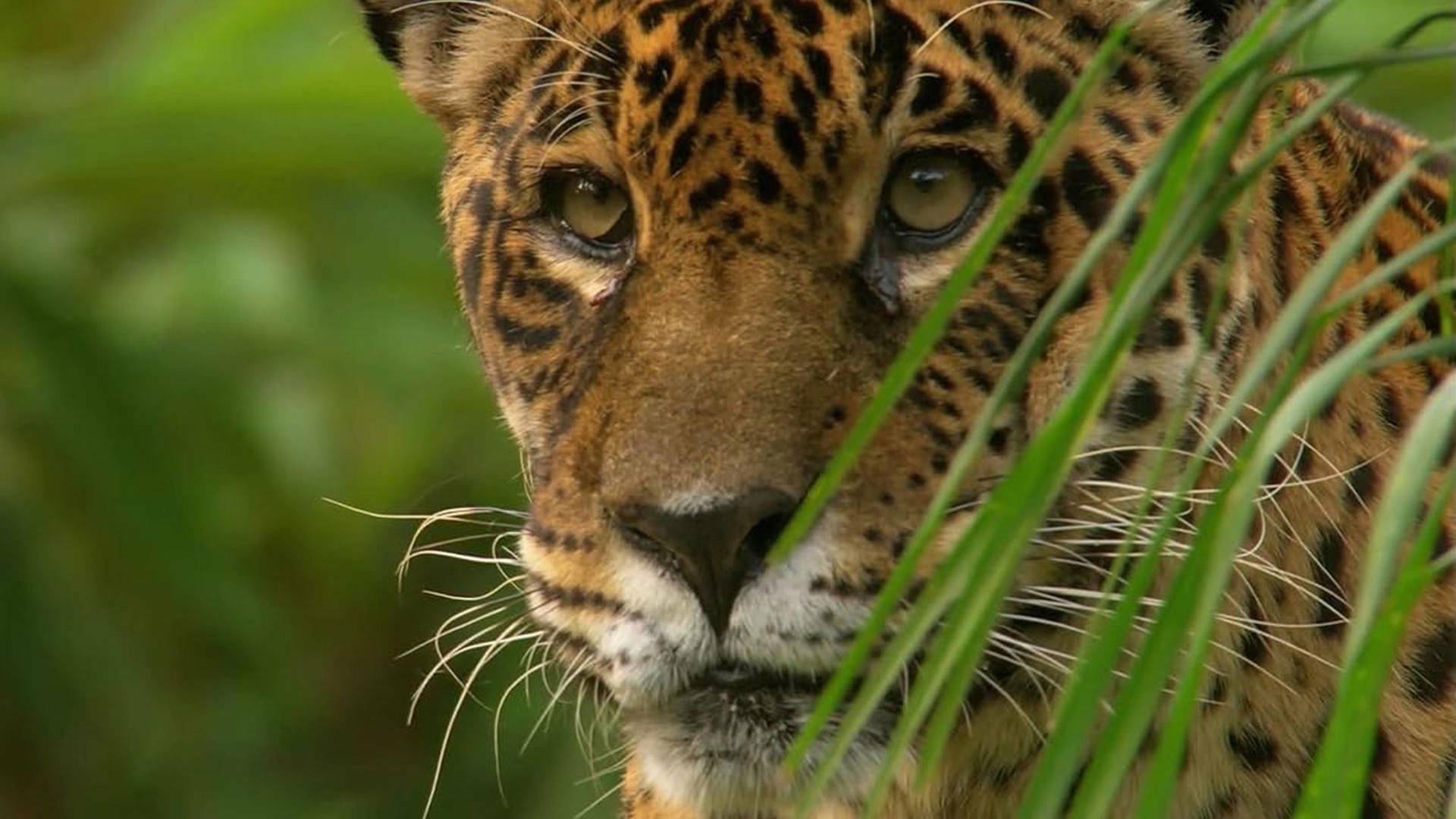 Jaguar, el rey de la jungla