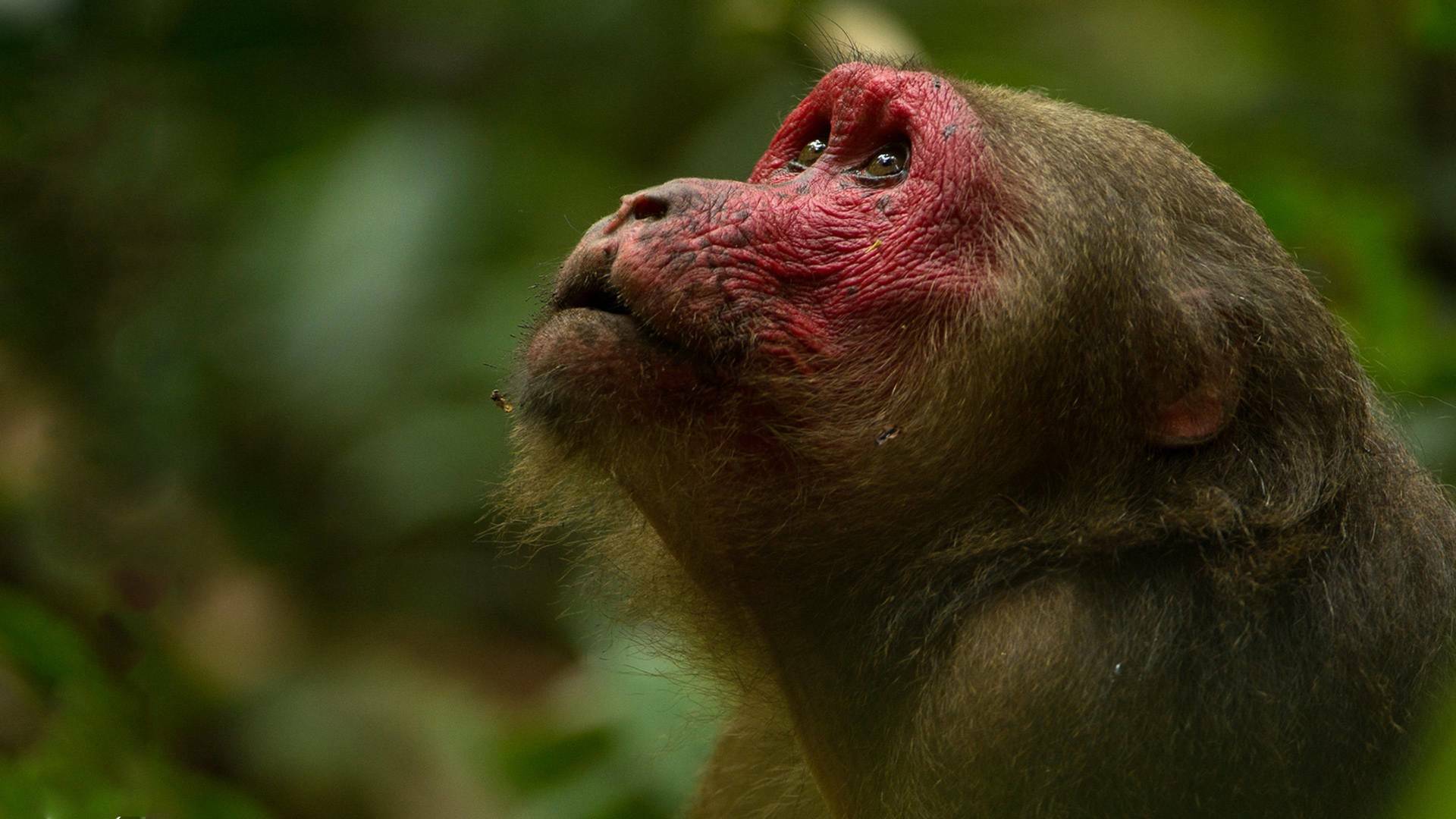 Dentro de lo...: Rana: Reina de la Jungla
