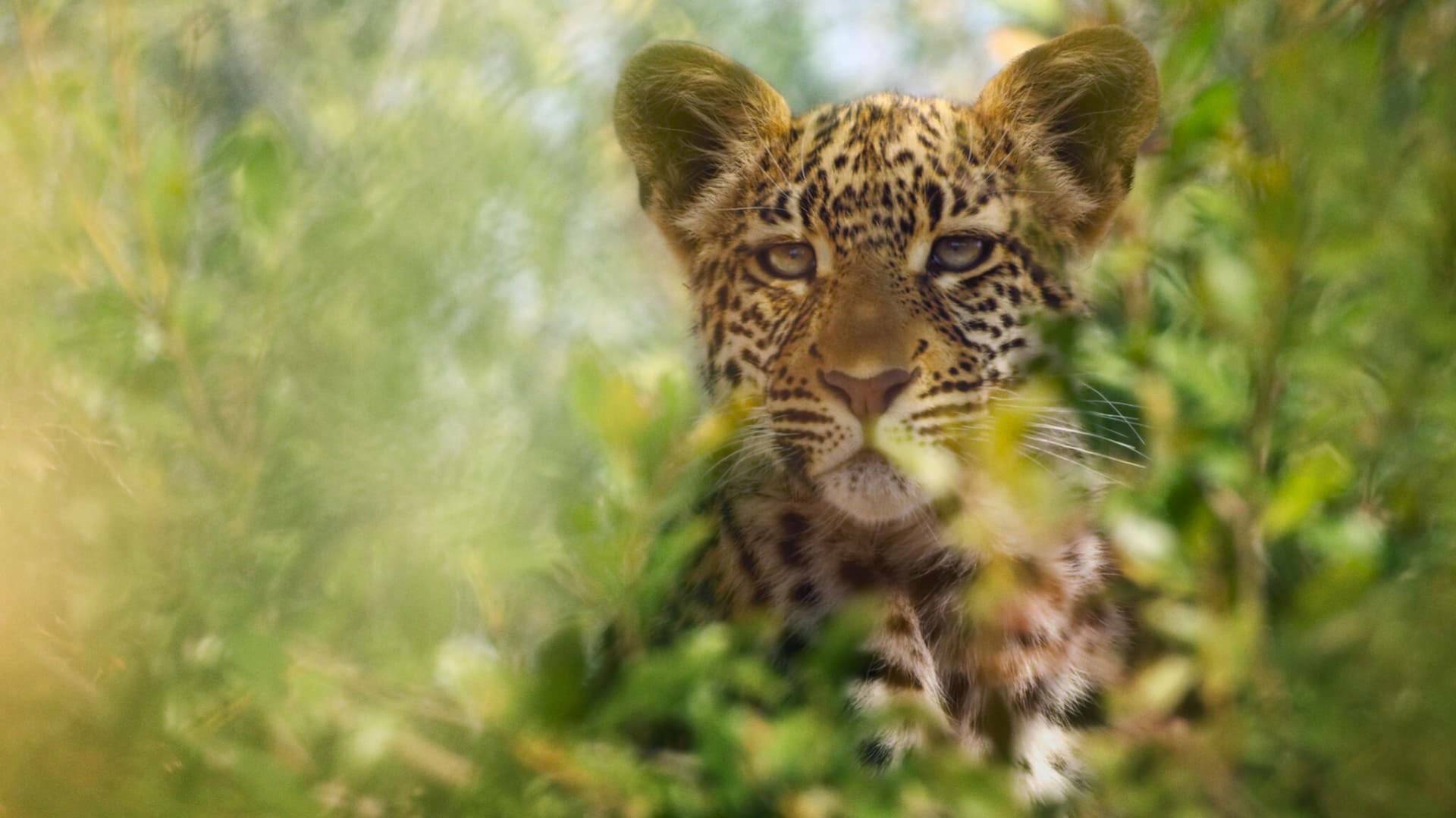 Animal: Grandes felinos
